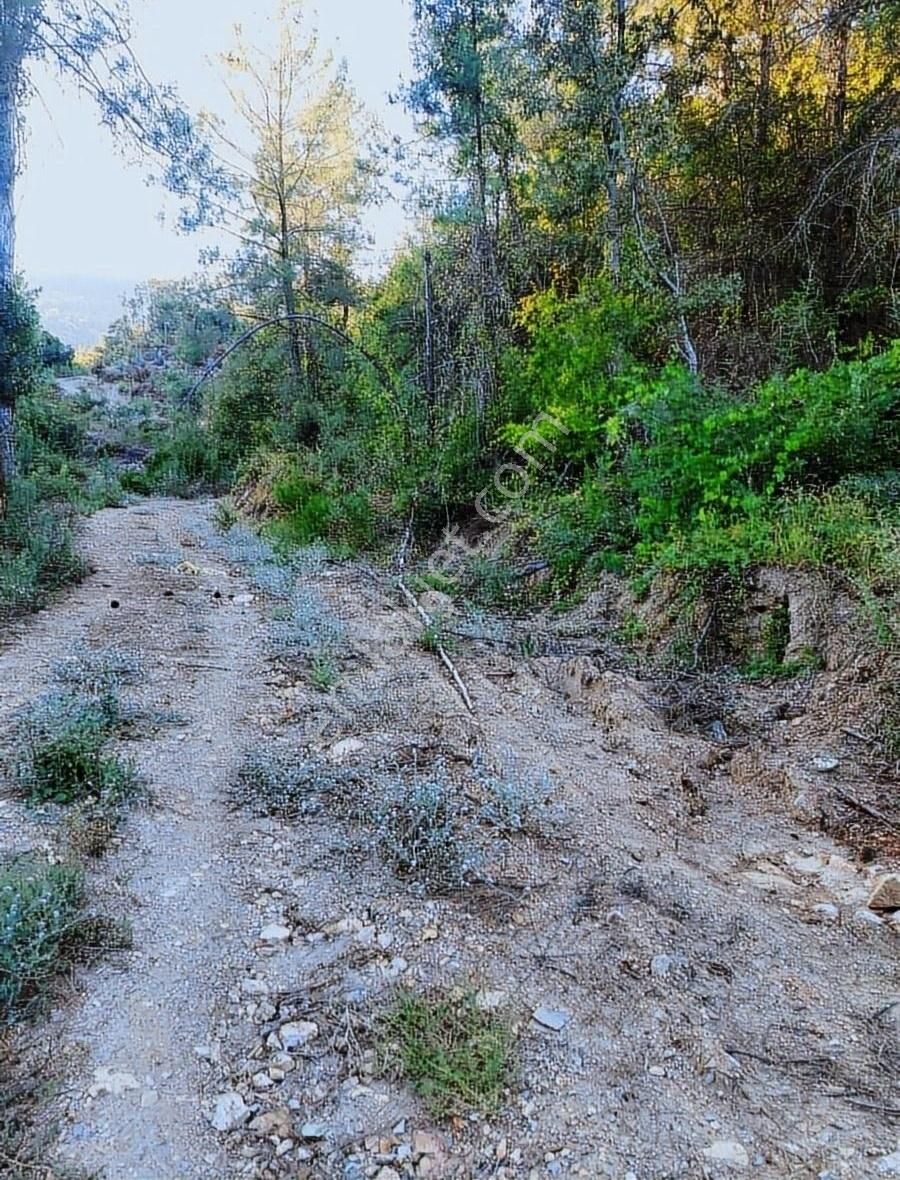 Alanya Asmaca Satılık Tarla Alanya Asmaca mahallesi Satılık Tarla