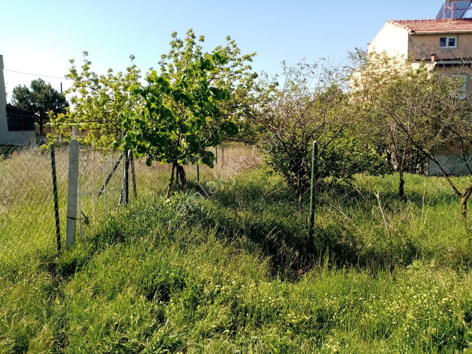 Tekirdağ Yenice - Görsel 4