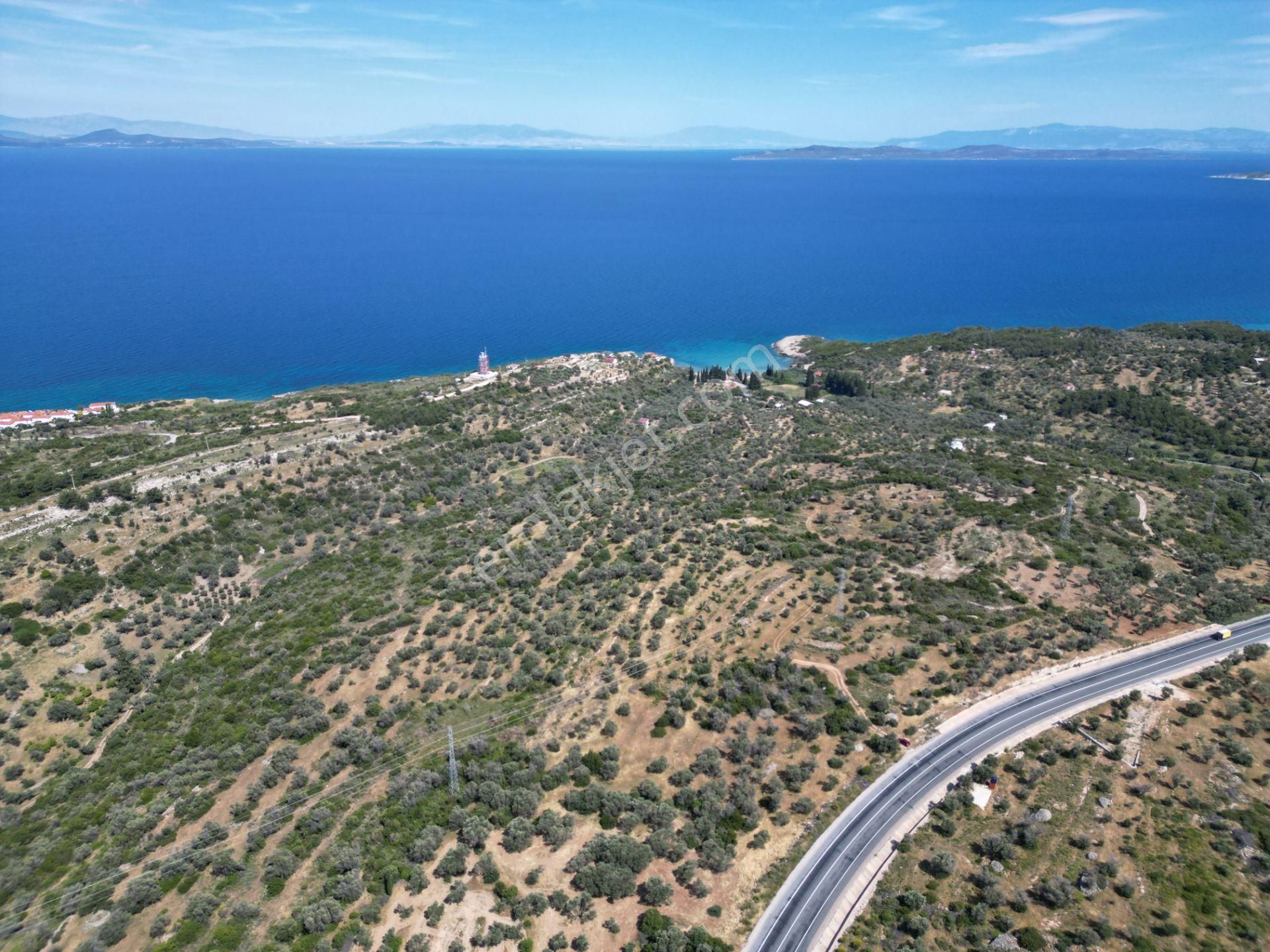 Karaburun İçmekıyısı Mevkii'nde Satılık Zeytin Ağaçlı Tarla - Görsel 4