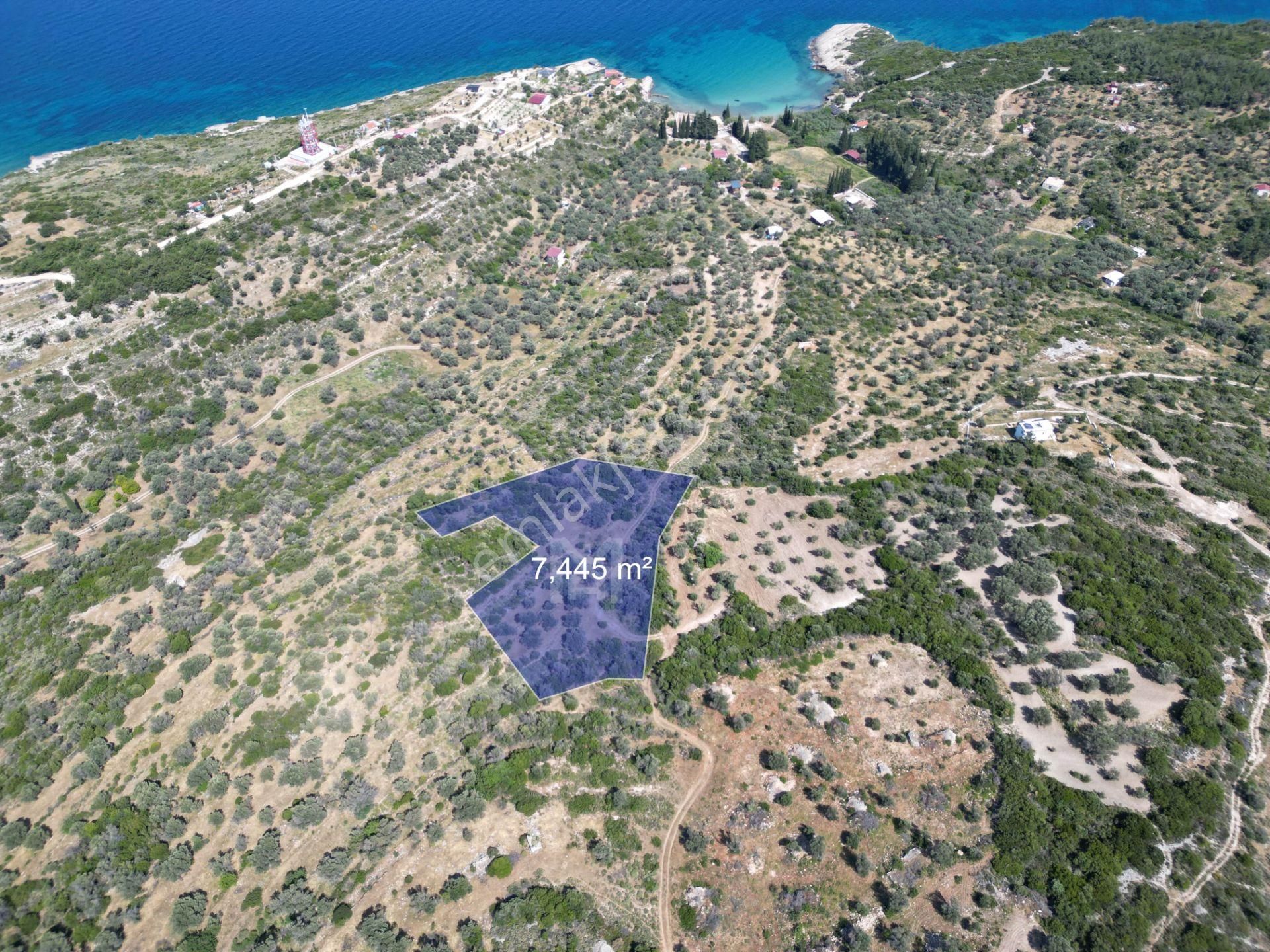 Karaburun Kösedere Satılık Tarla  KARABURUN İÇMEKIYISI MEVKİİ'NDE SATILIK ZEYTİN AĞAÇLI TARLA