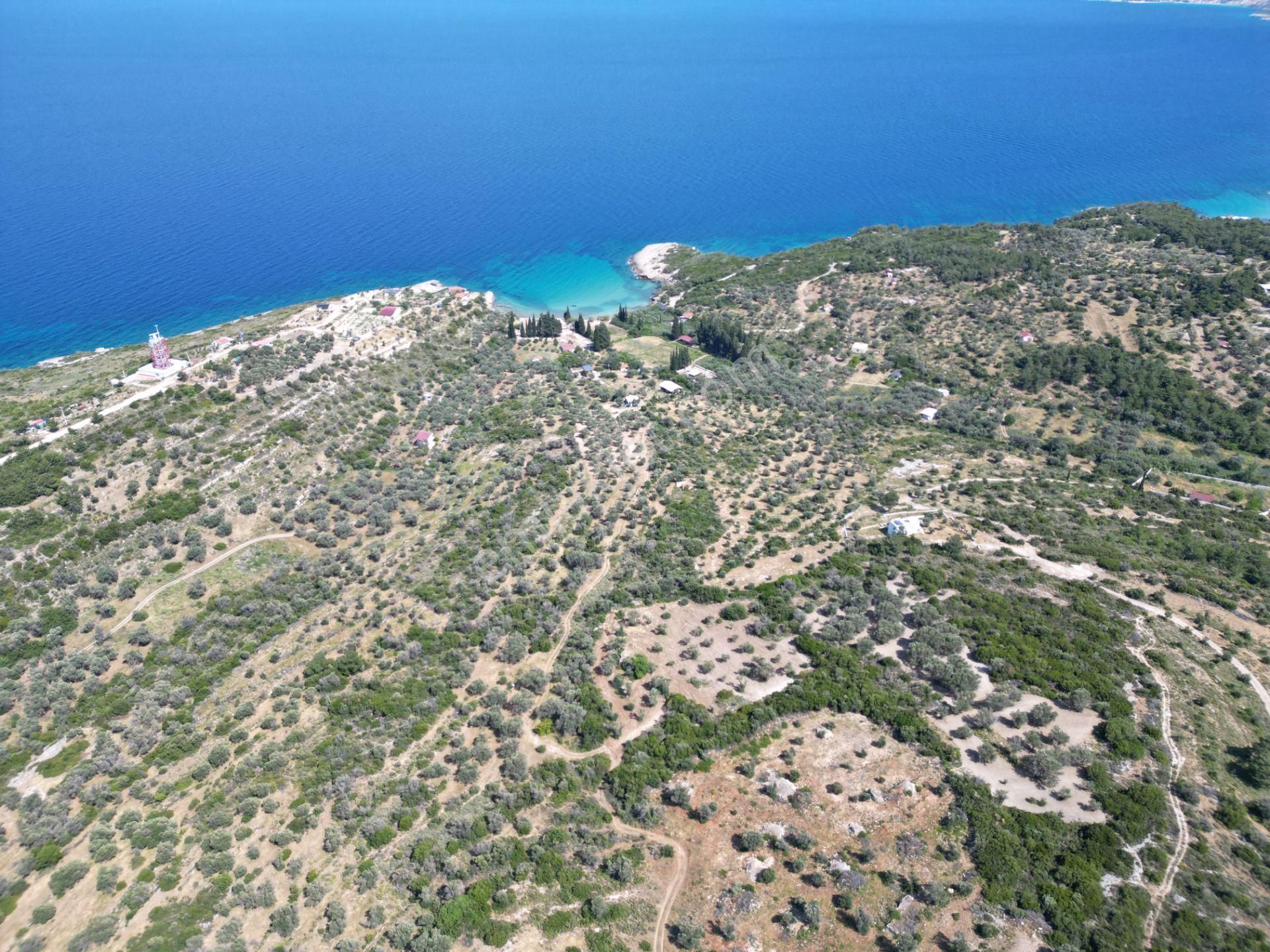 Karaburun İçmekıyısı Mevkii'nde Satılık Zeytin Ağaçlı Tarla - Görsel 5