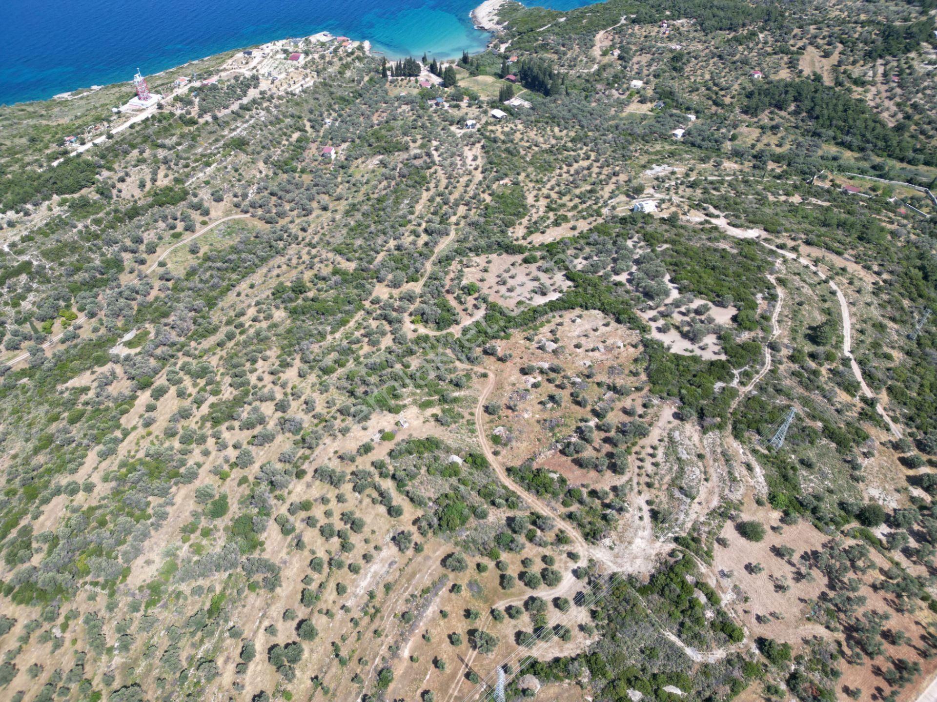 Karaburun İçmekıyısı Mevkii'nde Satılık Zeytin Ağaçlı Tarla - Görsel 7