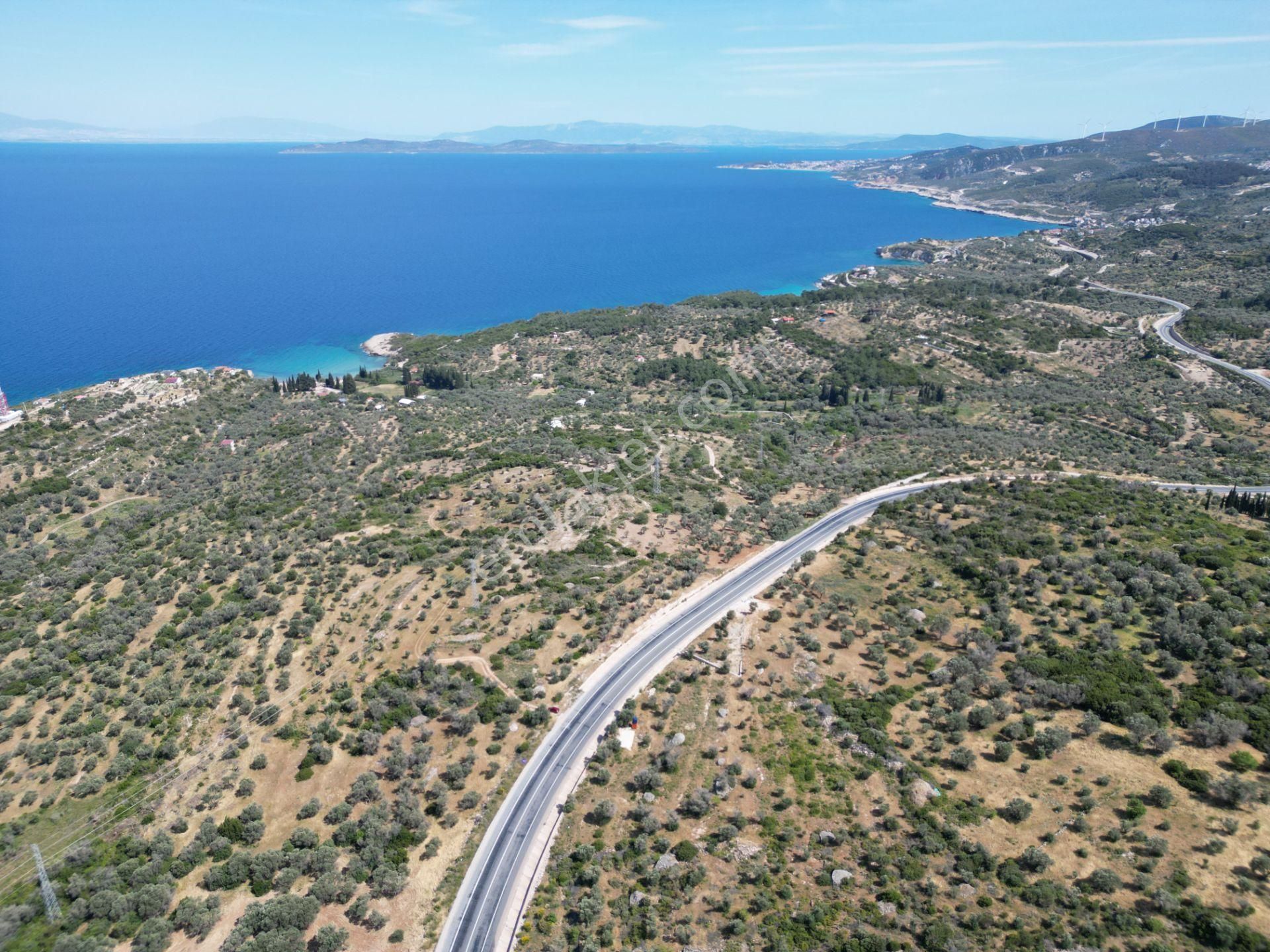 Karaburun İçmekıyısı Mevkii'nde Satılık Zeytin Ağaçlı Tarla - Görsel 3