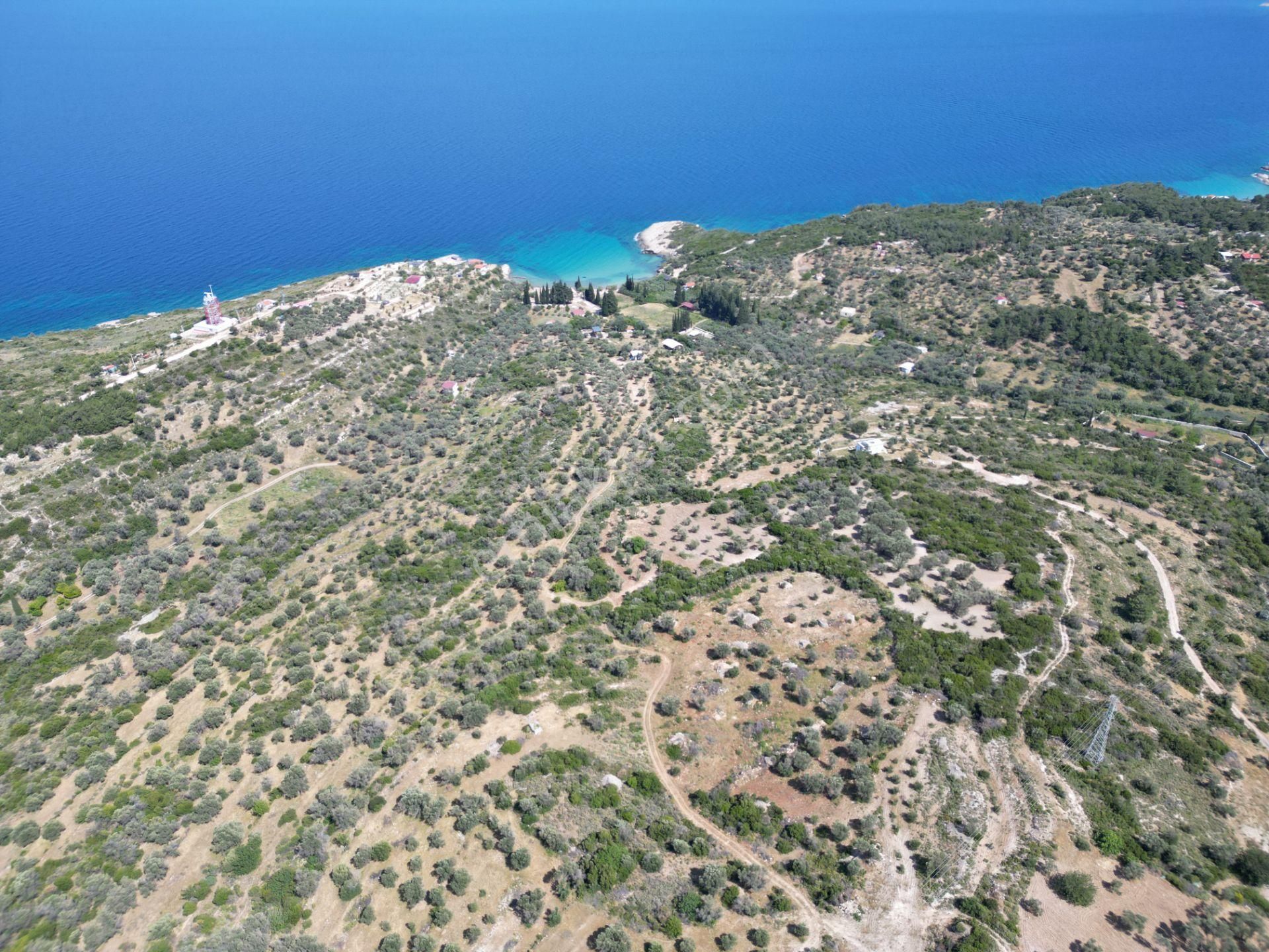 Karaburun İçmekıyısı Mevkii'nde Satılık Zeytin Ağaçlı Tarla - Görsel 6
