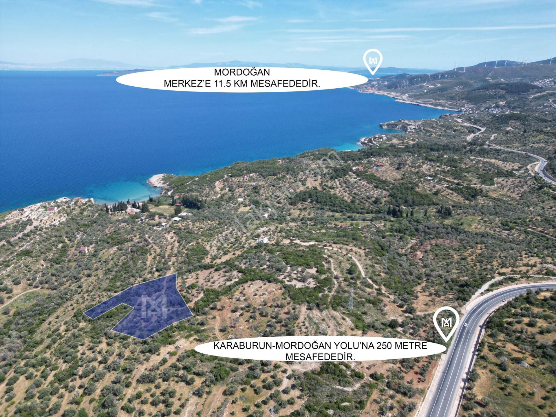 Karaburun İçmekıyısı Mevkii'nde Satılık Zeytin Ağaçlı Tarla - Görsel 8