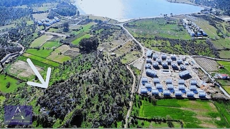 Milas Kazıklı Satılık Zeytinlik Milas Kazıklı Koyunda 23.352m2 Satılık Denize Yakın Zeytinlik