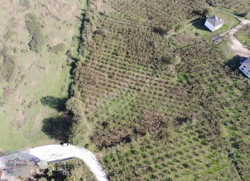 Sakarya Hendek Çamlıca Köyü Camili Mevkinde Satık Arsa - Görsel 2