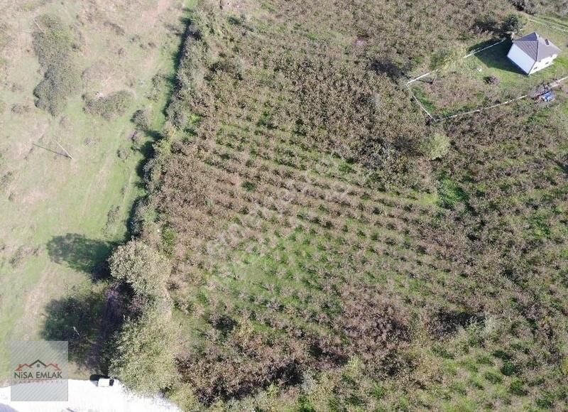 Sakarya Hendek Çamlıca Köyü Camili Mevkinde Satık Arsa - Görsel 12