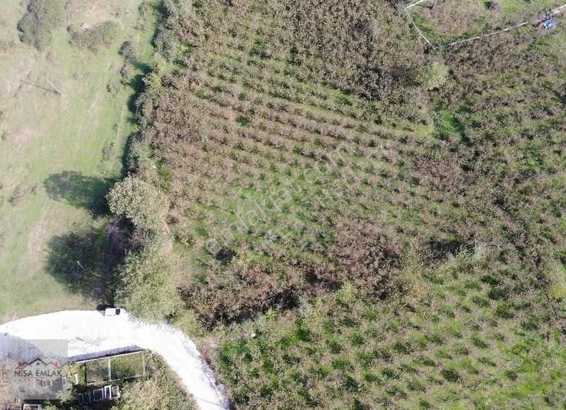 Sakarya Hendek Çamlıca Köyü Camili Mevkinde Satık Arsa - Görsel 17