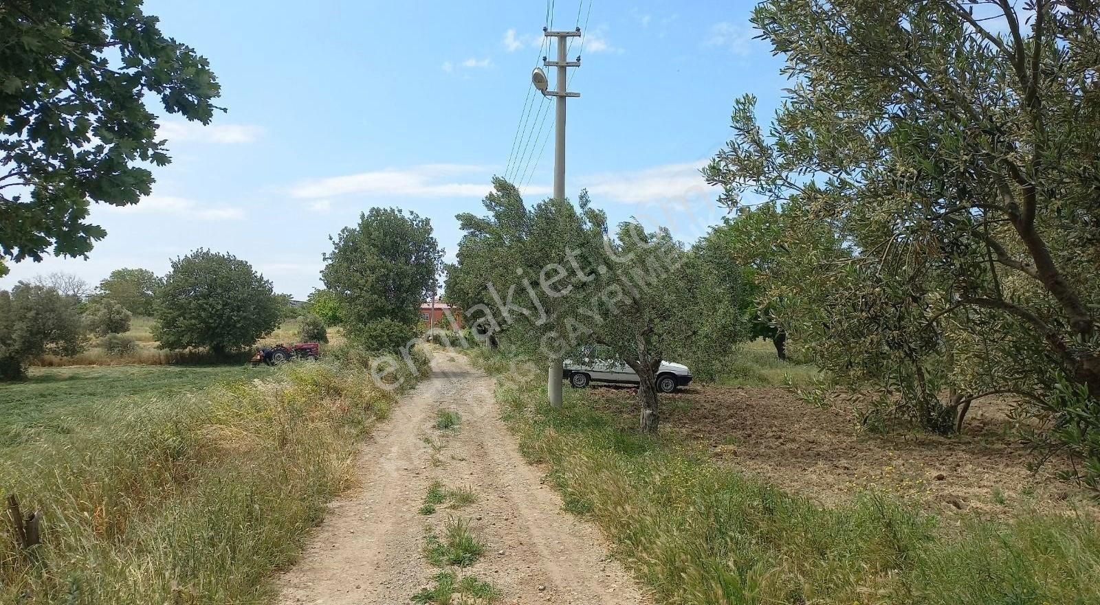 Ezine Kumburun Köyü Satılık Bağ & Bahçe DENİZE 4KM GEYİKLİ YE 9KM KÖY İMAR SINIRINDA SATILIK BAĞ