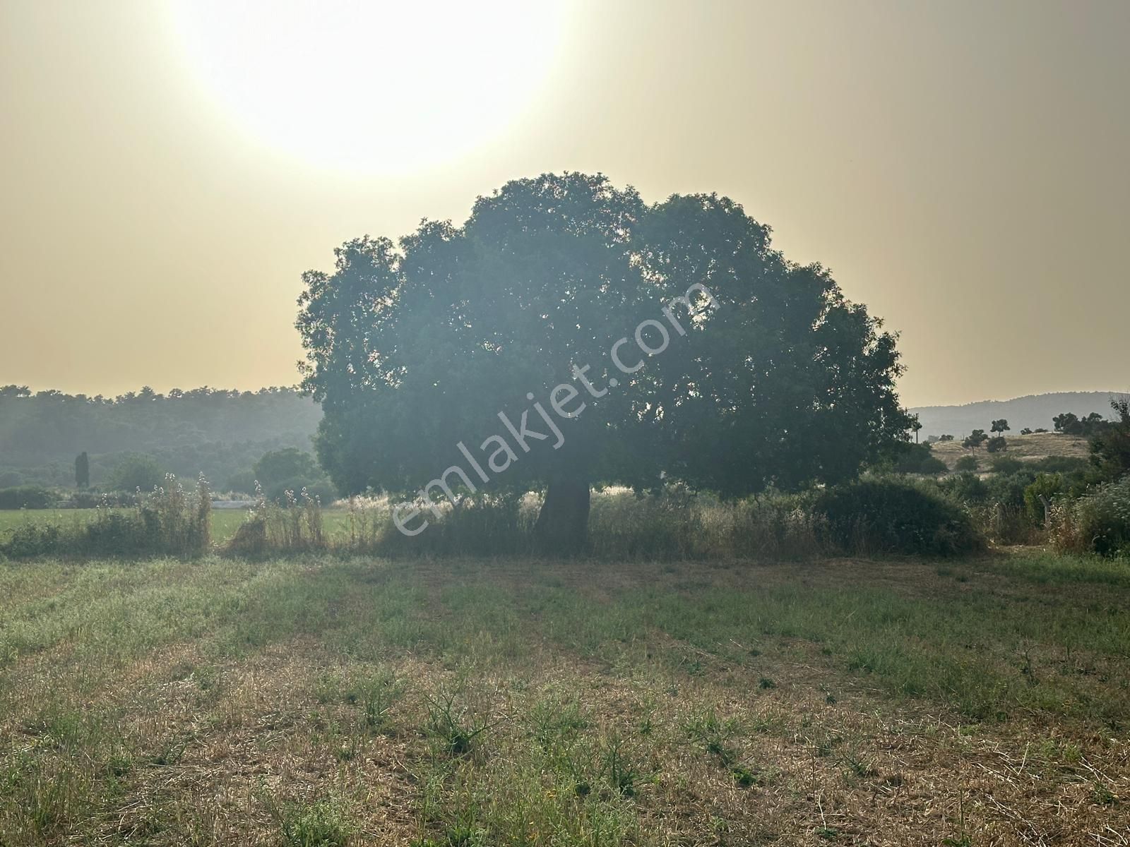 Milas Kazıklı Satılık Arazi  Milas  Kazıklıda 8 000 m2 müstakil kelepir arazi satılık veya takas 