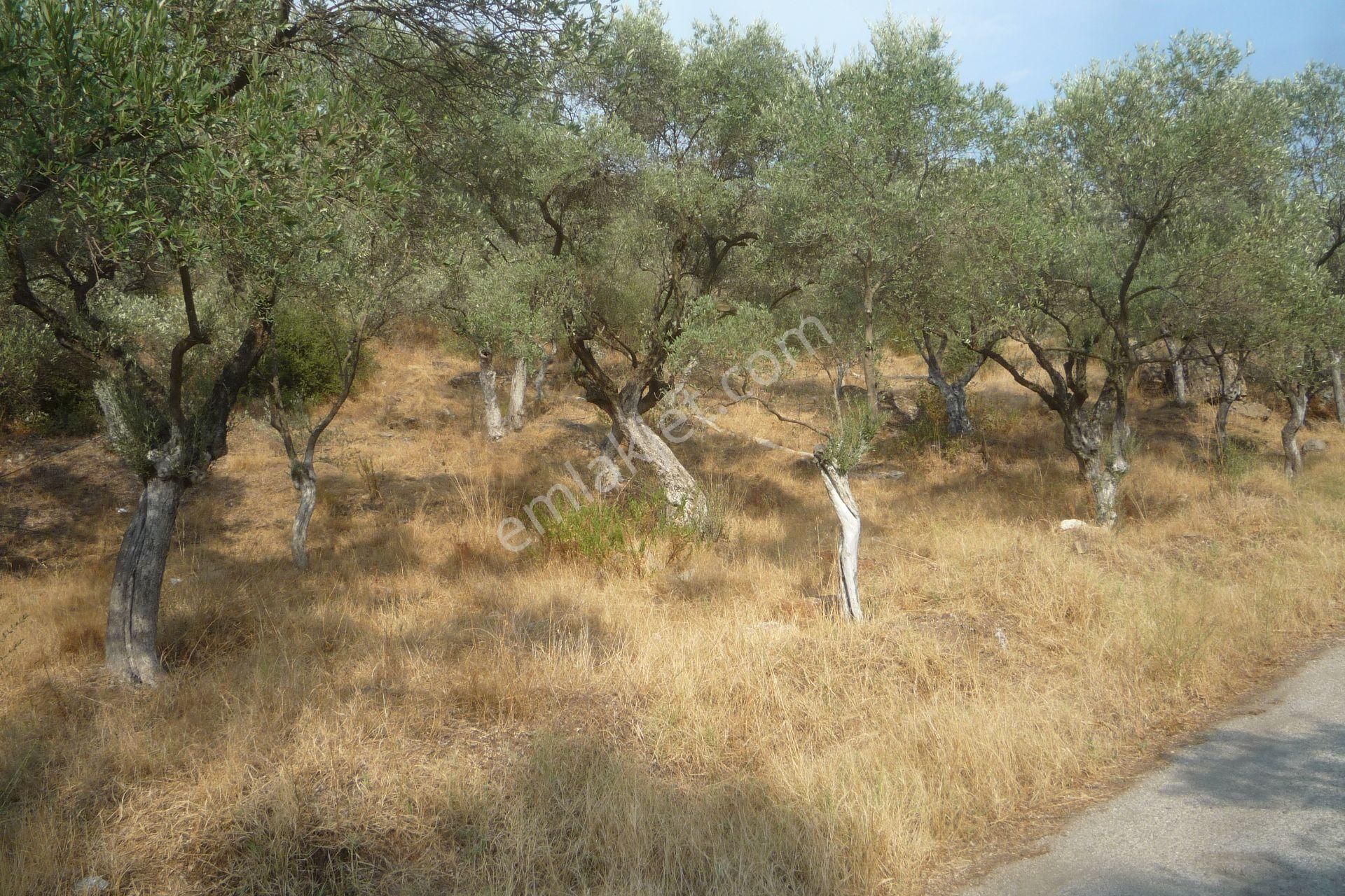 İzmir Torbalı Gold Emlaktan Satılık Zeytin Bahçesi - Görsel 2