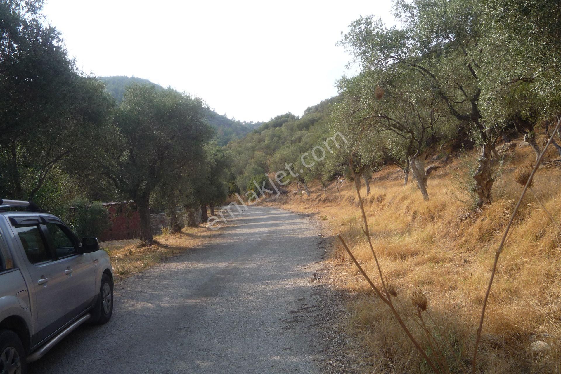 İzmir Torbalı Gold Emlaktan Satılık Zeytin Bahçesi - Görsel 5