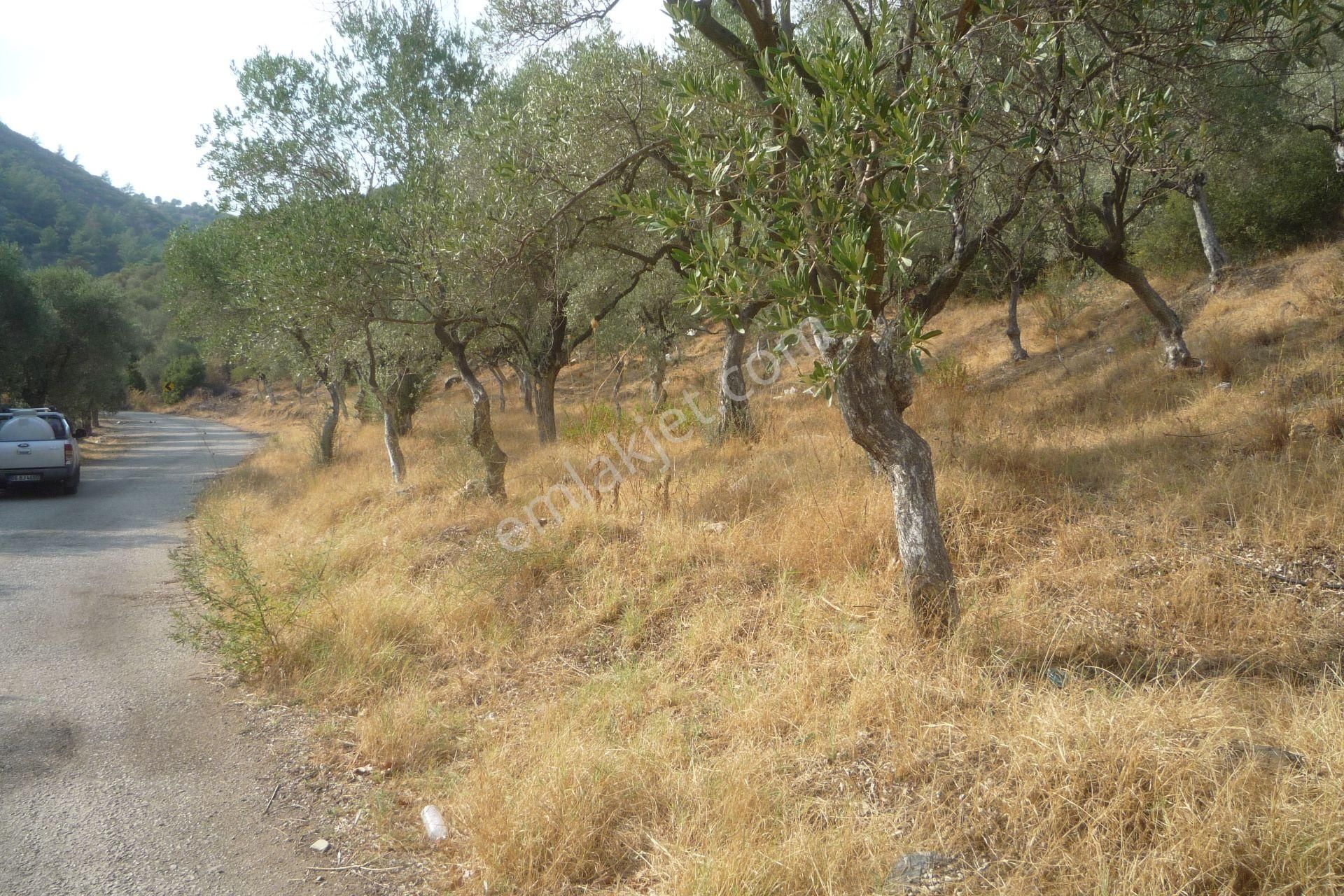 İzmir Torbalı Gold Emlaktan Satılık Zeytin Bahçesi - Görsel 6