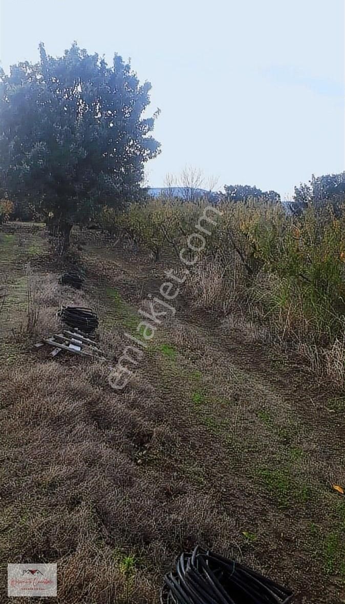 Lapseki Umurbey Bld. (Umurbey Merkez) Satılık Tarla ÇANAKKALE UMURBEY BOĞAZ MANZARALI 18DÖNÜM TARLA