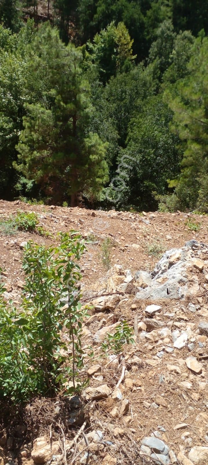 Alanya Uğurlu Kırvasıl Köyünde Satılık Tarla - Görsel 10