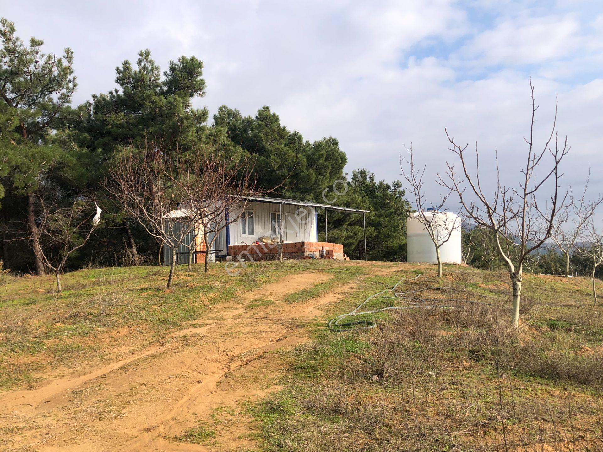 Şarköy De Işık Emlaktan Çenğelli Mah De 6900 M2 Cevizlik - Görsel 31