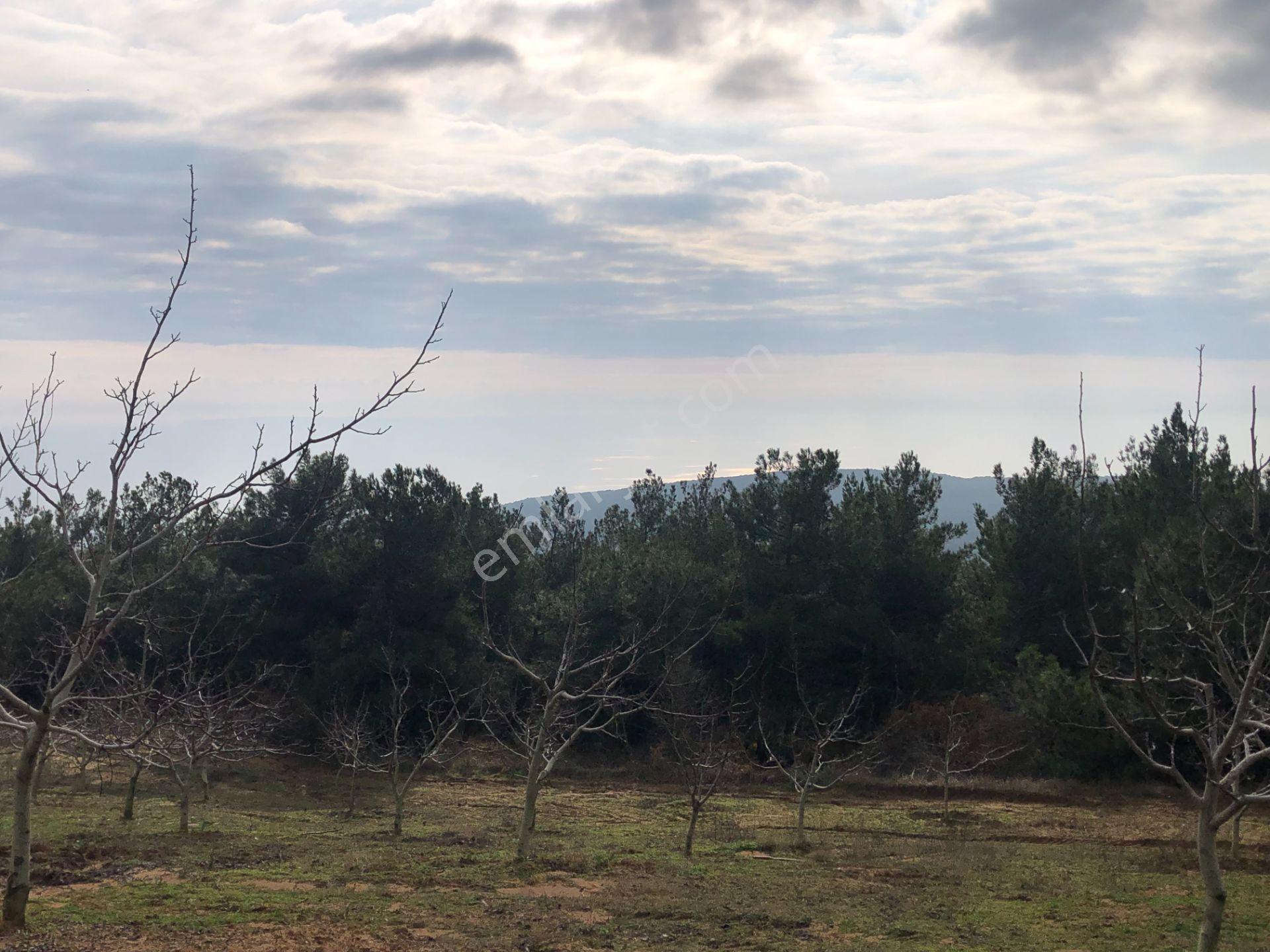 Şarköy De Işık Emlaktan Çenğelli Mah De 6900 M2 Cevizlik - Görsel 27