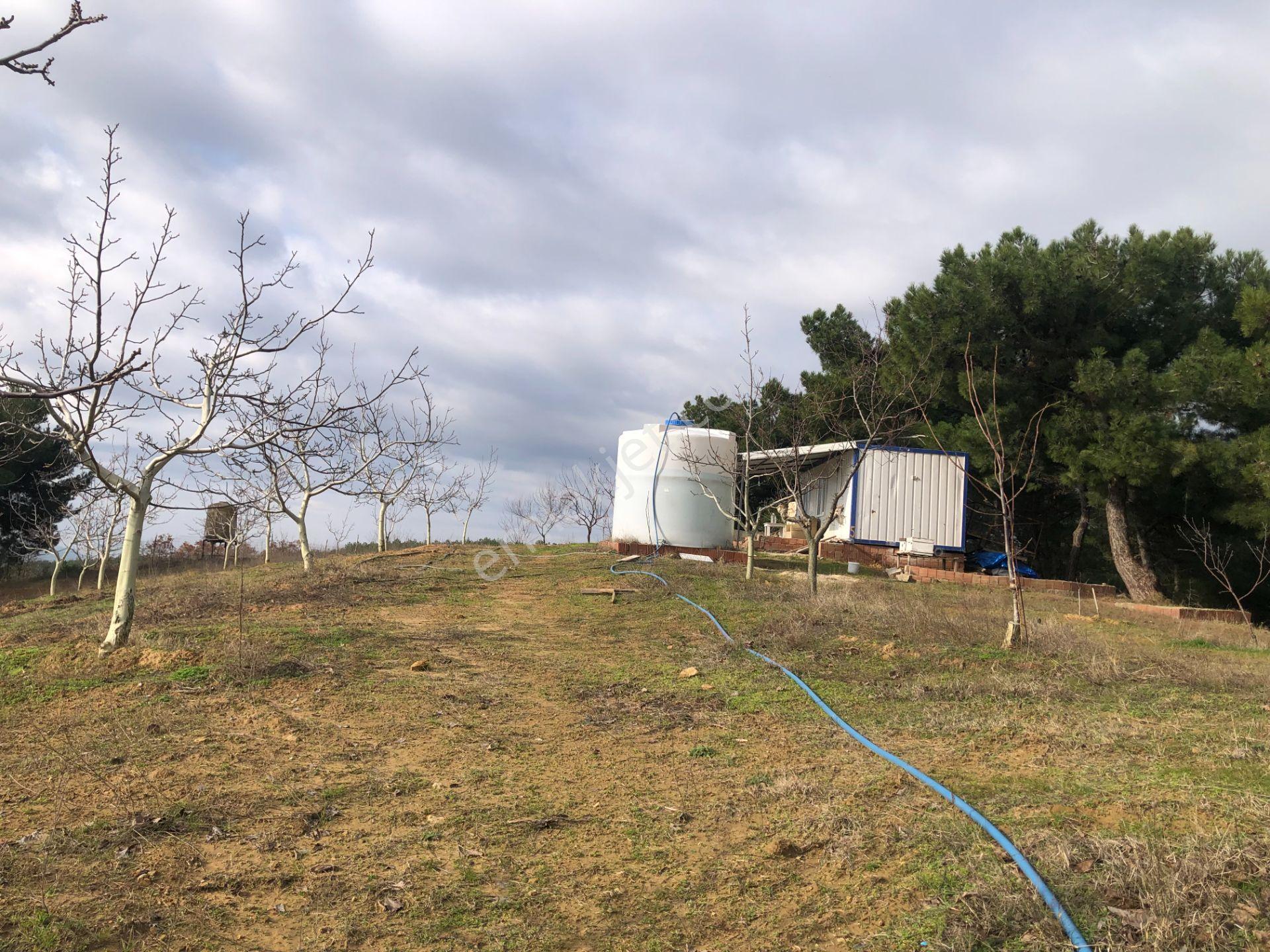 Şarköy De Işık Emlaktan Çenğelli Mah De 6900 M2 Cevizlik - Görsel 18