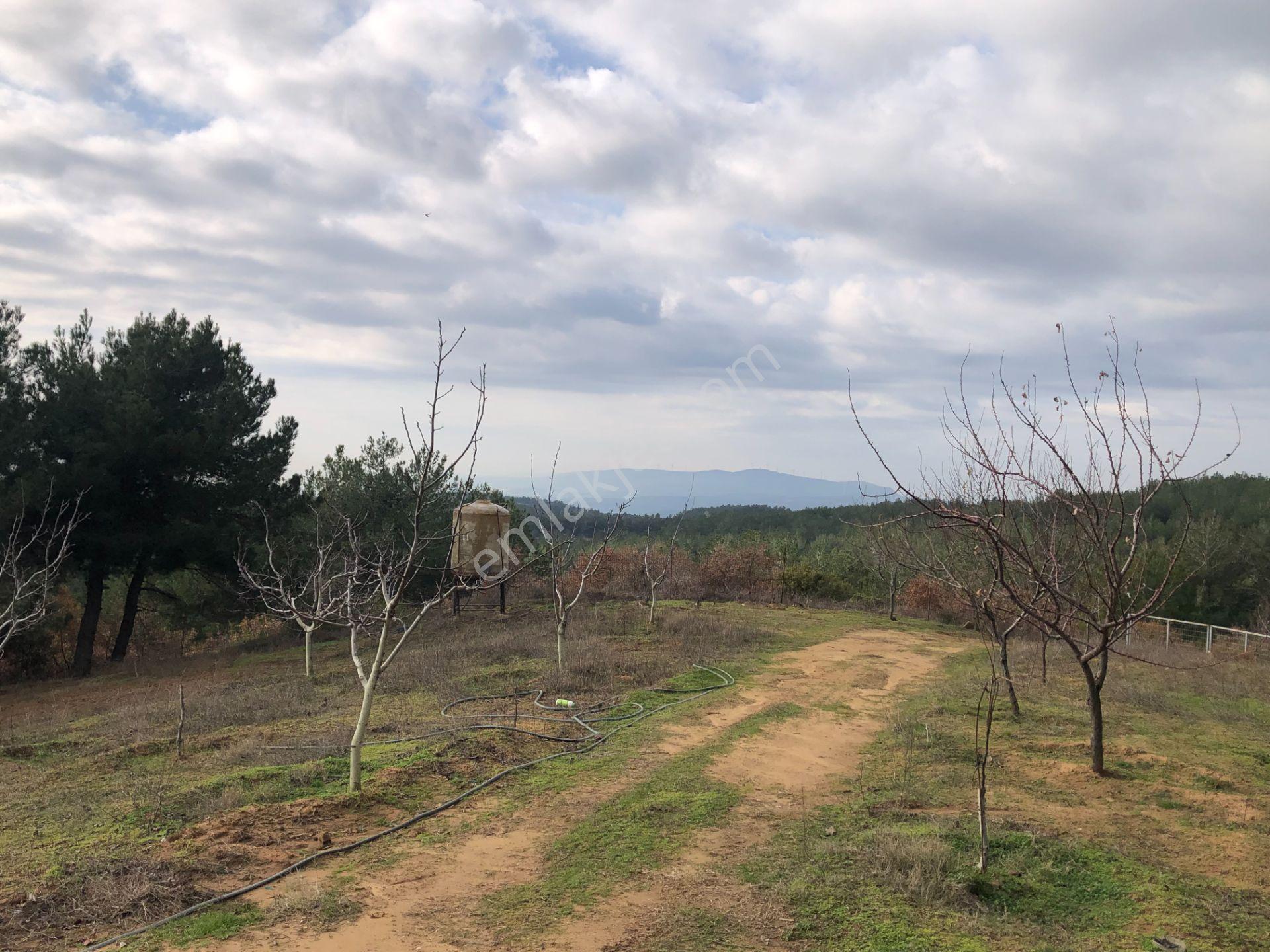 Şarköy De Işık Emlaktan Çenğelli Mah De 6900 M2 Cevizlik - Görsel 29