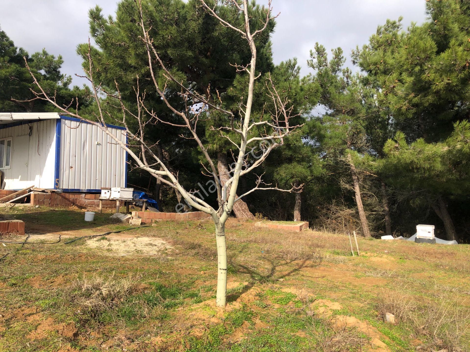 Şarköy De Işık Emlaktan Çenğelli Mah De 6900 M2 Cevizlik - Görsel 16