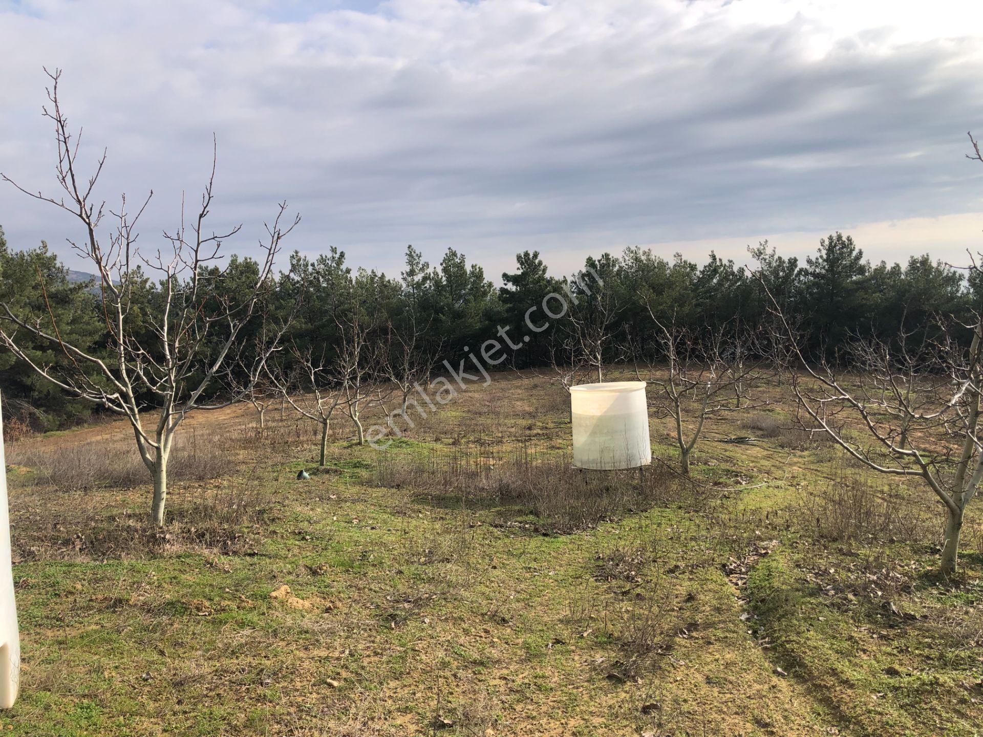 Şarköy De Işık Emlaktan Çenğelli Mah De 6900 M2 Cevizlik - Görsel 20