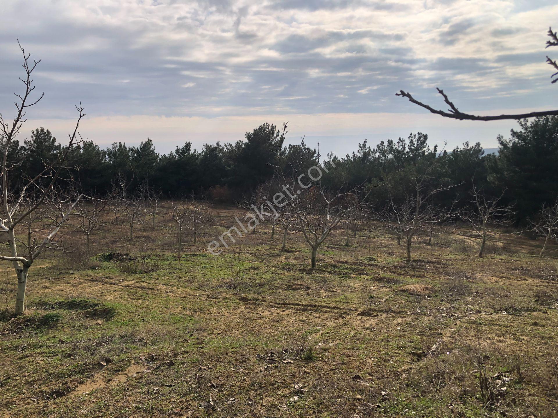 Şarköy De Işık Emlaktan Çenğelli Mah De 6900 M2 Cevizlik - Görsel 17