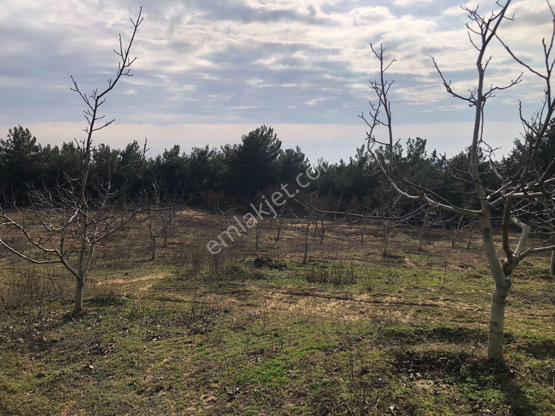 Şarköy De Işık Emlaktan Çenğelli Mah De 6900 M2 Cevizlik - Görsel 8