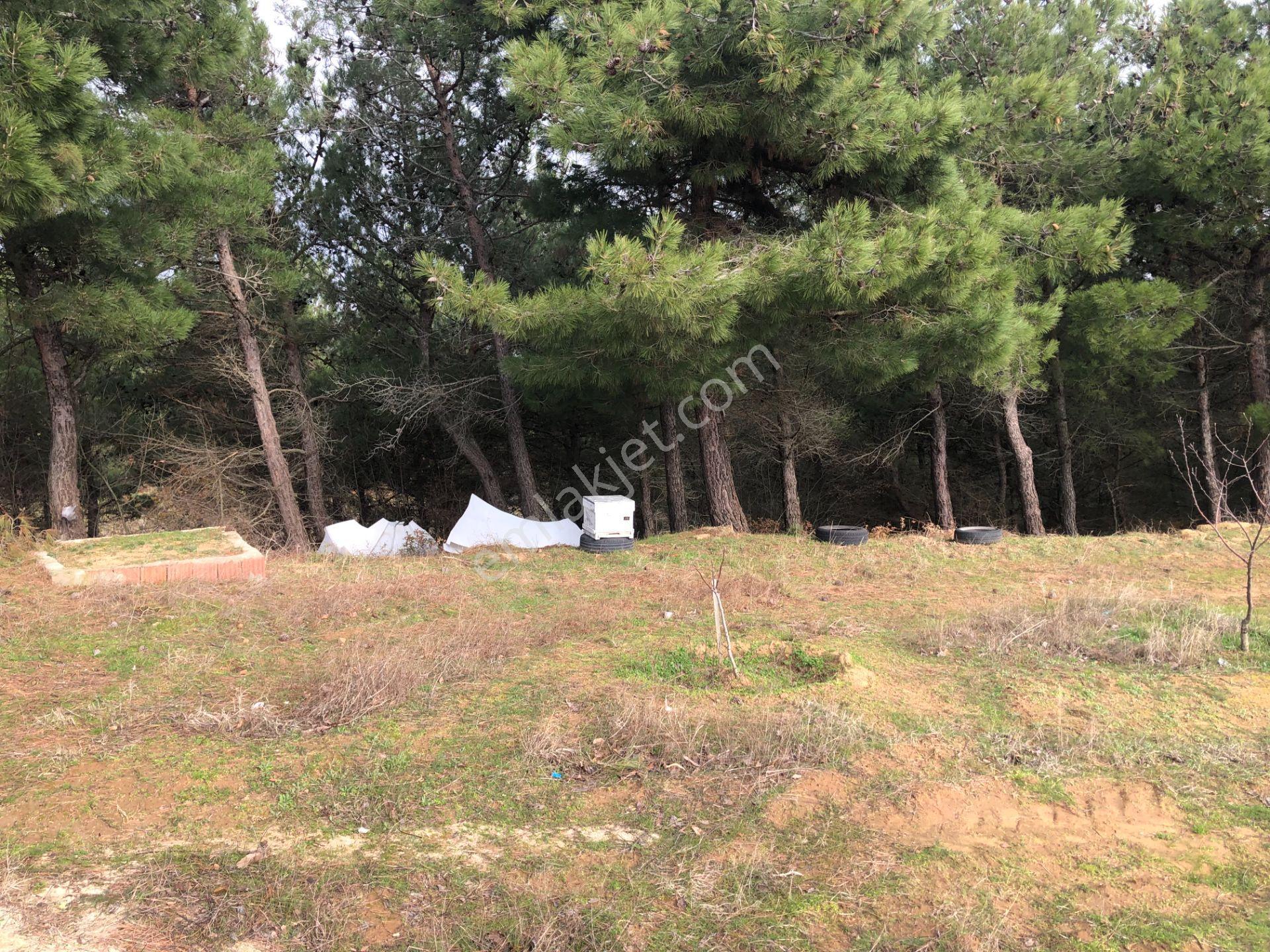 Şarköy De Işık Emlaktan Çenğelli Mah De 6900 M2 Cevizlik - Görsel 22