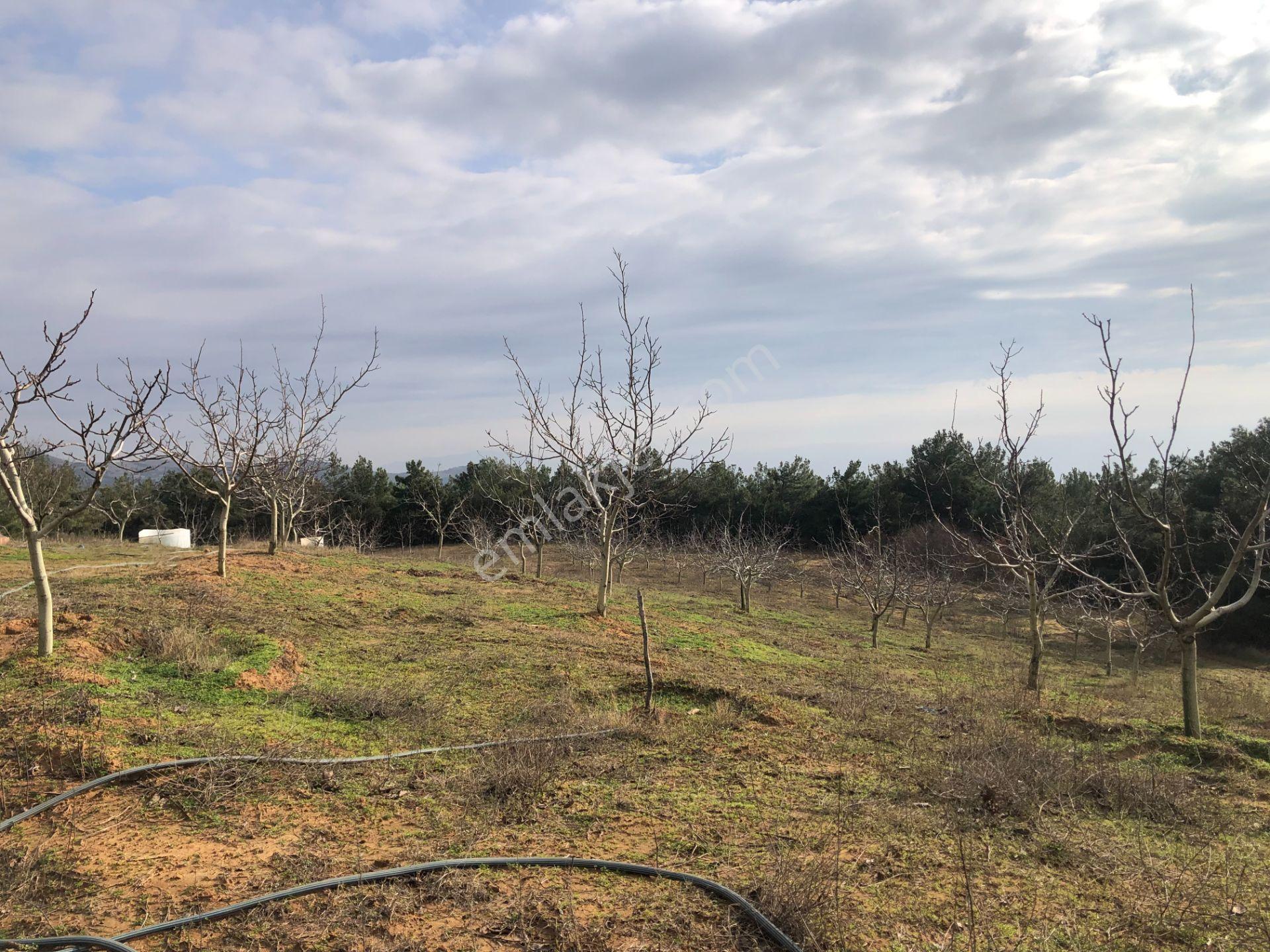 Şarköy De Işık Emlaktan Çenğelli Mah De 6900 M2 Cevizlik - Görsel 21