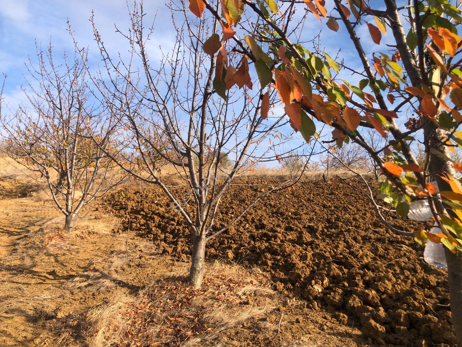 Şarköy De Işık Emlaktan Çınarlı Mah De 2750 M2 Kirazlık - Görsel 3