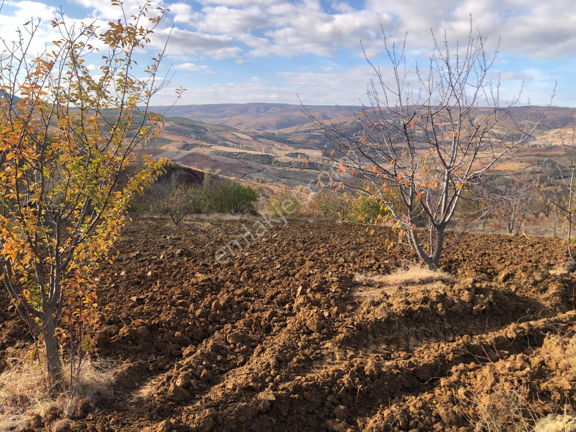 Şarköy De Işık Emlaktan Çınarlı Mah De 2750 M2 Kirazlık - Görsel 4