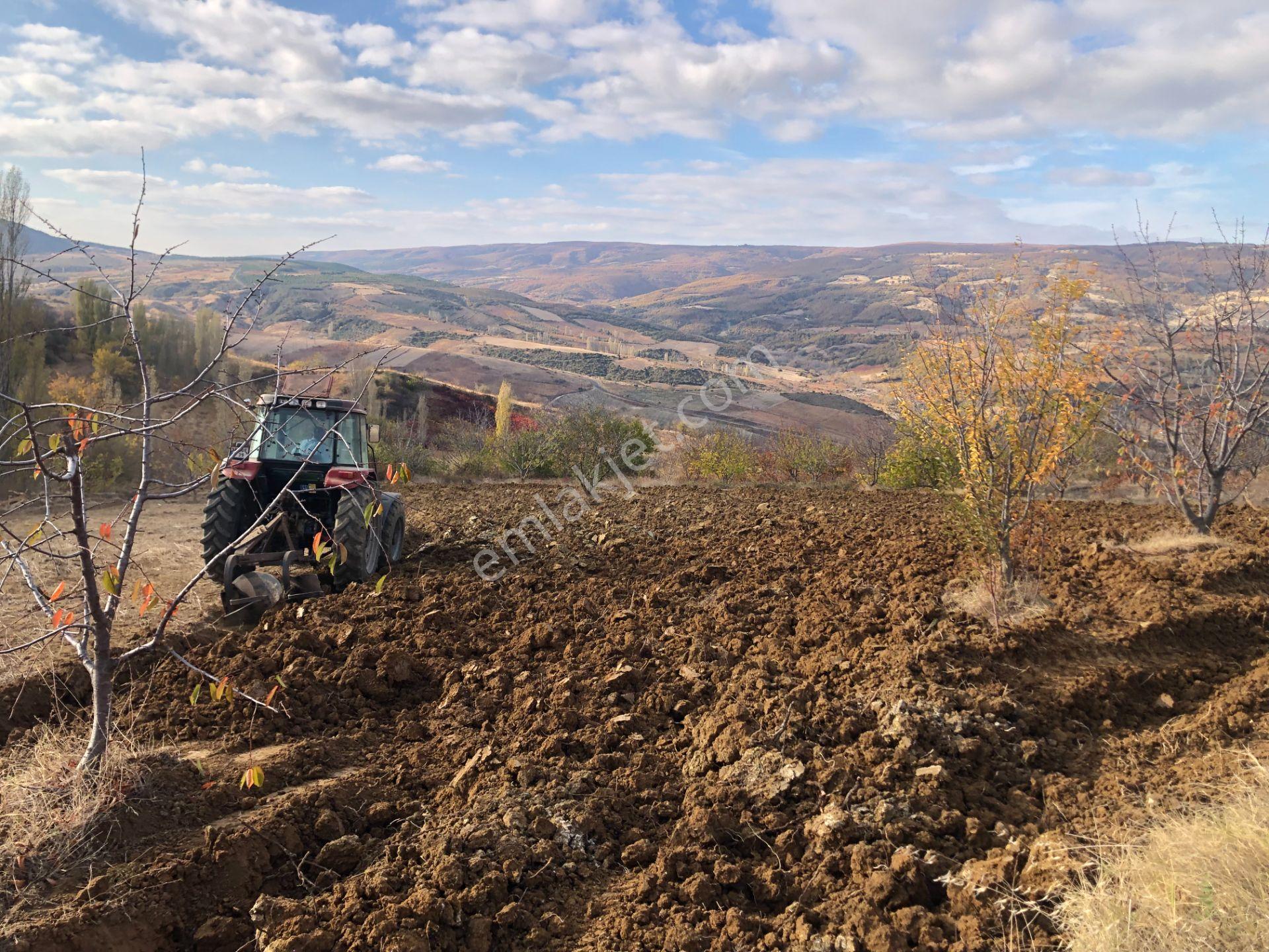 Şarköy De Işık Emlaktan Çınarlı Mah De 2750 M2 Kirazlık - Görsel 8