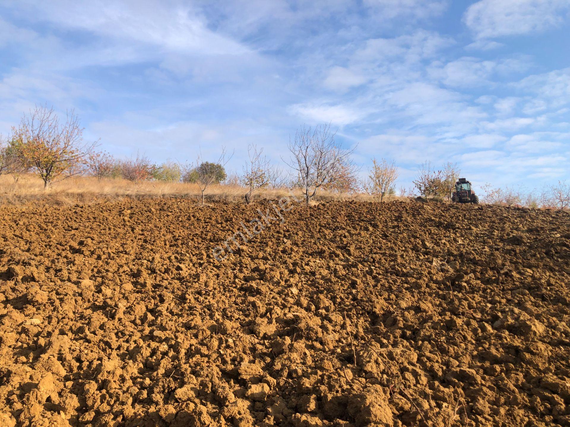 Şarköy De Işık Emlaktan Çınarlı Mah De 2750 M2 Kirazlık - Görsel 10