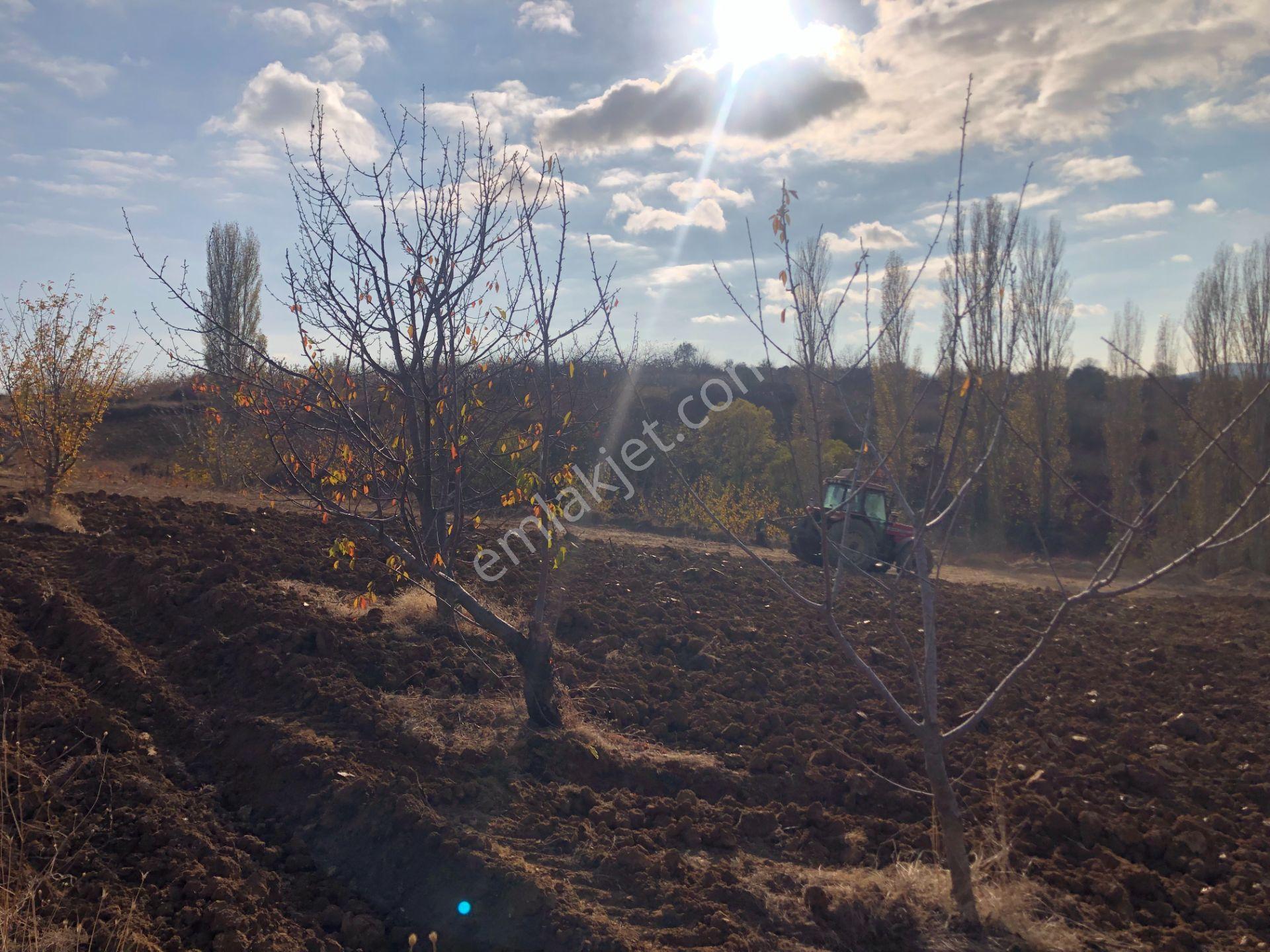 Şarköy De Işık Emlaktan Çınarlı Mah De 2750 M2 Kirazlık - Görsel 9