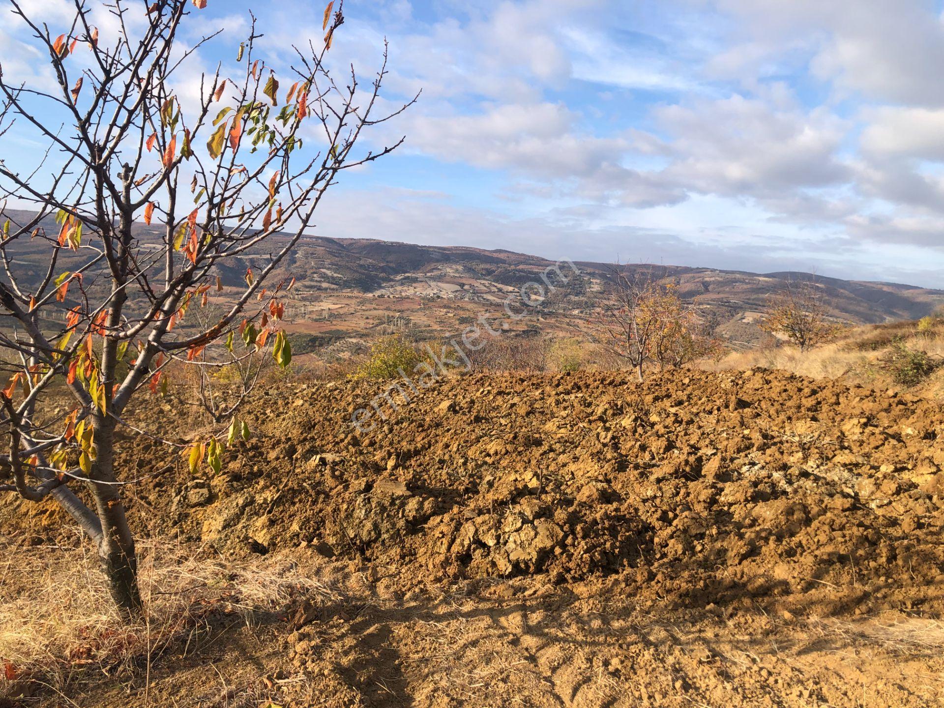 Şarköy De Işık Emlaktan Çınarlı Mah De 2750 M2 Kirazlık - Görsel 16