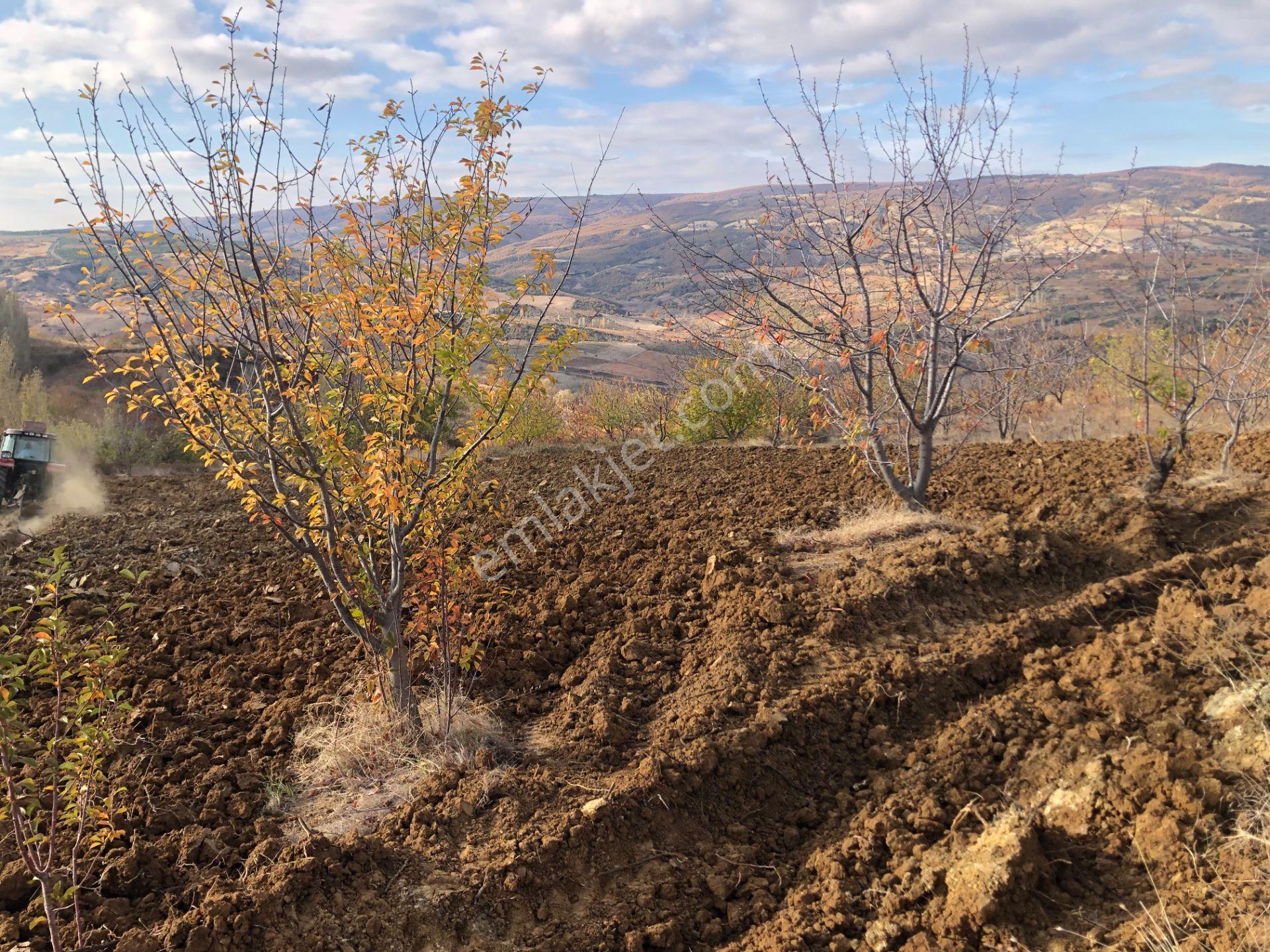Şarköy De Işık Emlaktan Çınarlı Mah De 2750 M2 Kirazlık - Görsel 2