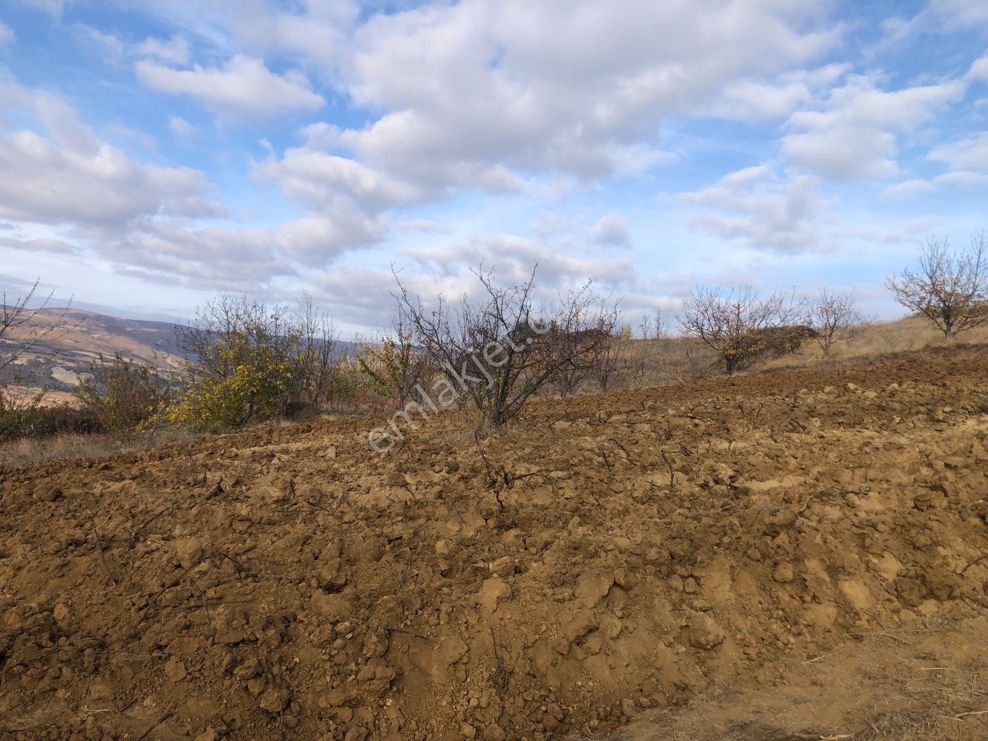 Şarköy De Işık Emlaktan Çınarlı Mah De 2750 M2 Kirazlık - Görsel 13