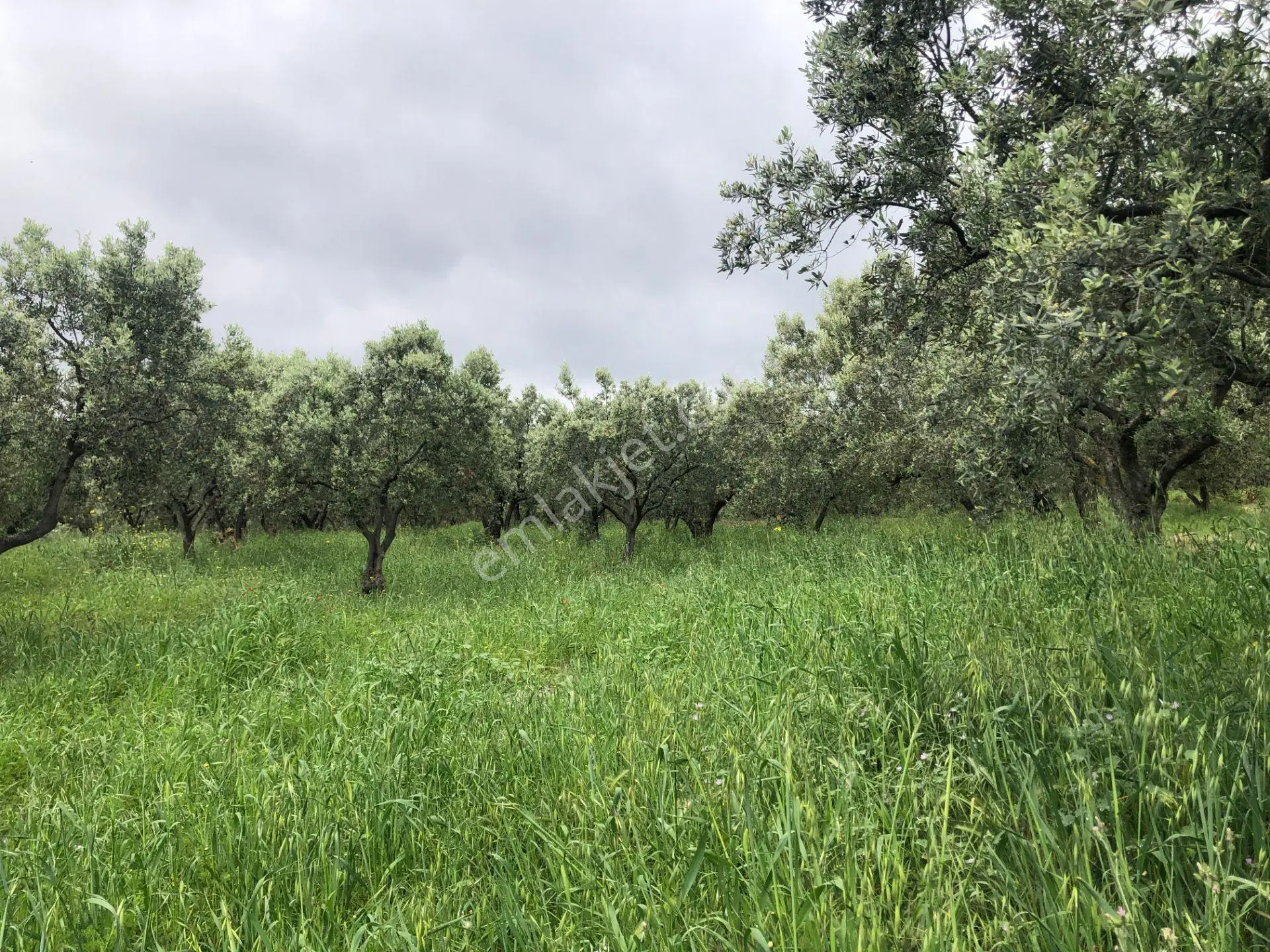 Şarköyde Işık Emlaktan Eriklice Mah De 2668 M2 Zeytinlik - Görsel 4