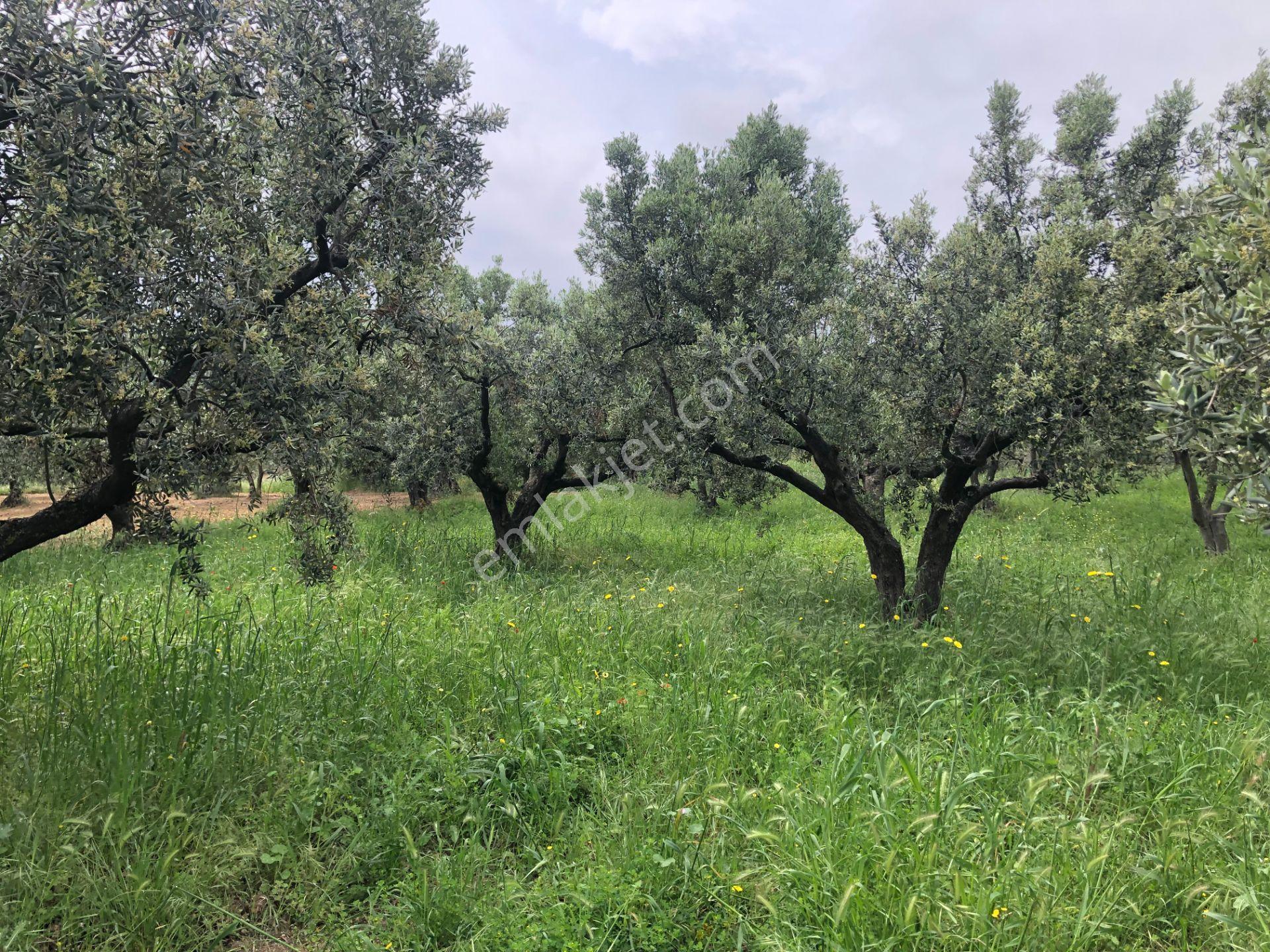 Şarköyde Işık Emlaktan Eriklice Mah De 2668 M2 Zeytinlik - Görsel 7