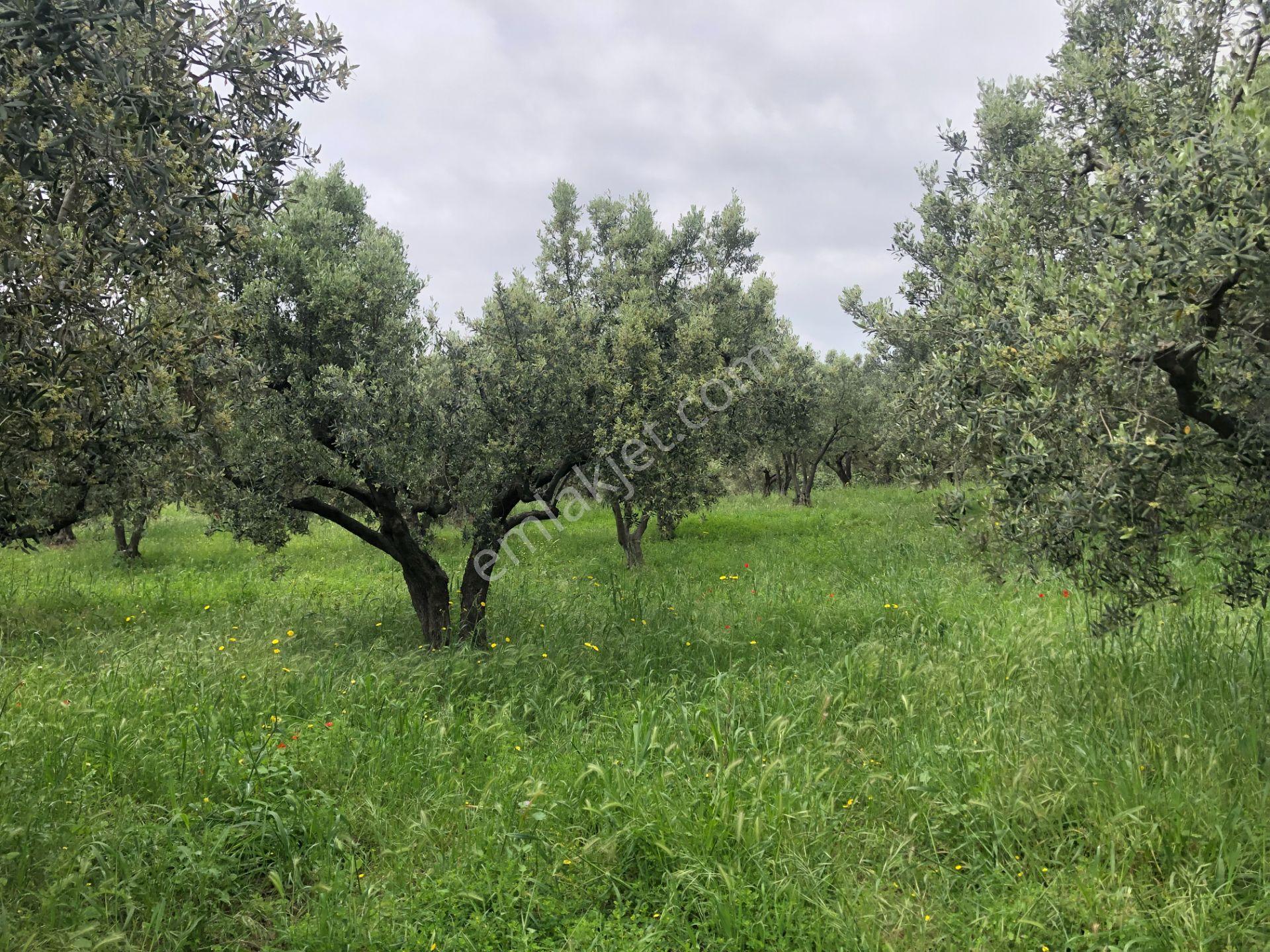 Şarköyde Işık Emlaktan Eriklice Mah De 2668 M2 Zeytinlik - Görsel 8