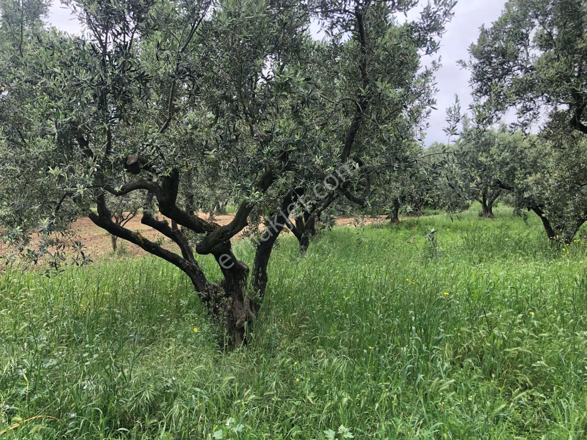 Şarköyde Işık Emlaktan Eriklice Mah De 2668 M2 Zeytinlik - Görsel 5