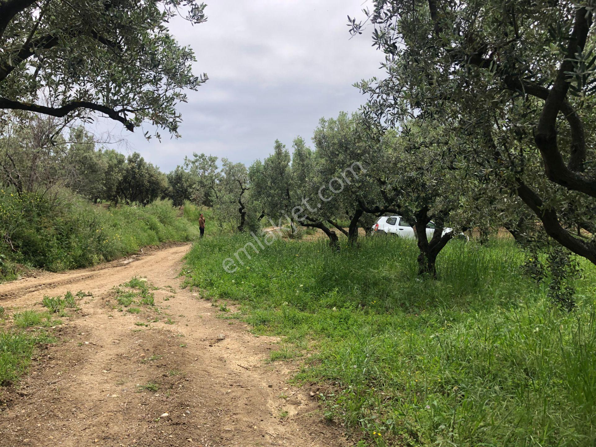 Şarköyde Işık Emlaktan Eriklice Mah De 2668 M2 Zeytinlik - Görsel 10