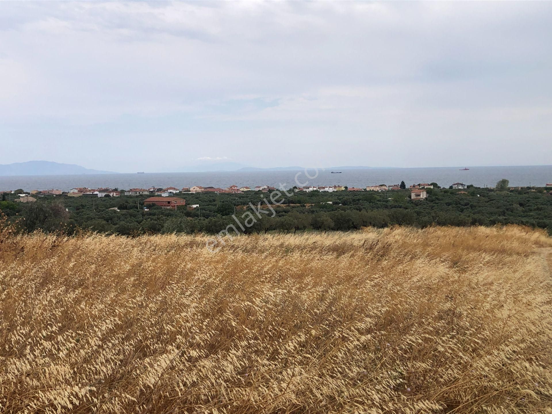 Şarköy De Işık Emlaktan Eriklice Mah De 267 M2 0/25 İmarlı Arsa - Görsel 2