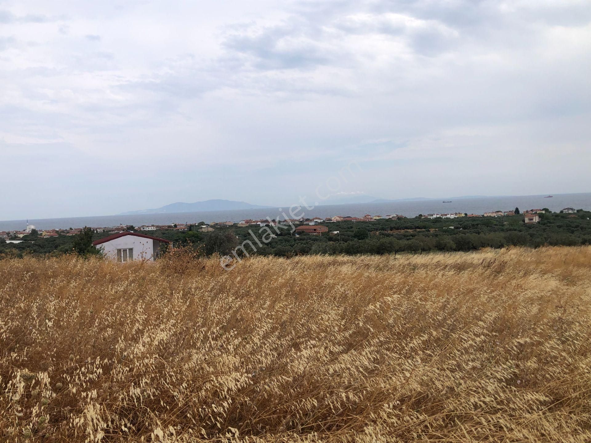 Şarköy De Işık Emlaktan Eriklice Mah De 267 M2 0/25 İmarlı Arsa - Görsel 4