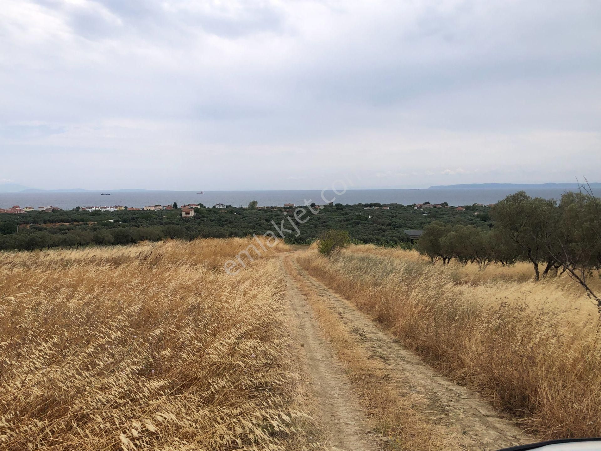 Şarköy De Işık Emlaktan Eriklice Mah De 267 M2 0/25 İmarlı Arsa - Görsel 6