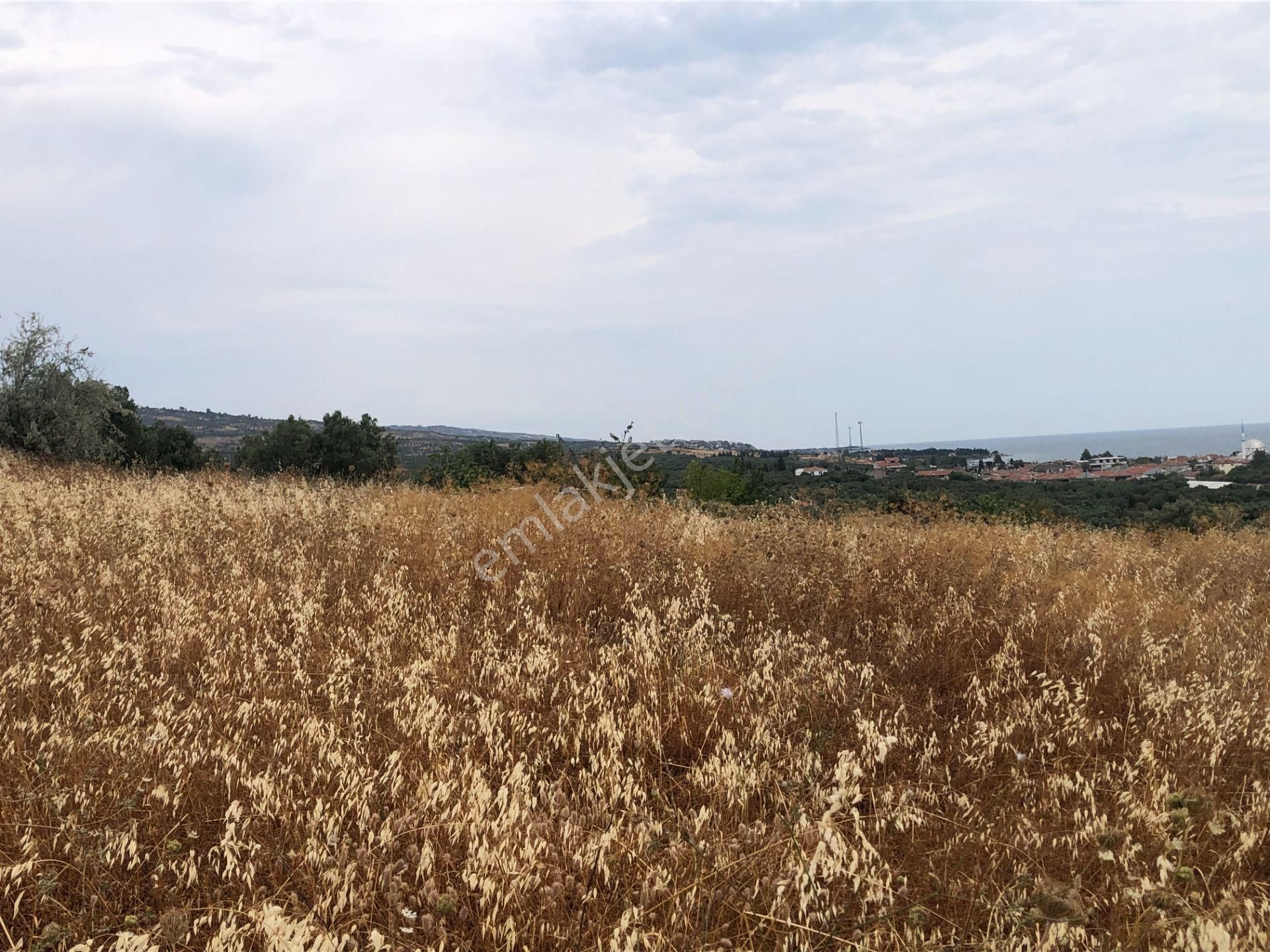 Şarköy De Işık Emlaktan Eriklice Mah De 267 M2 0/25 İmarlı Arsa - Görsel 10