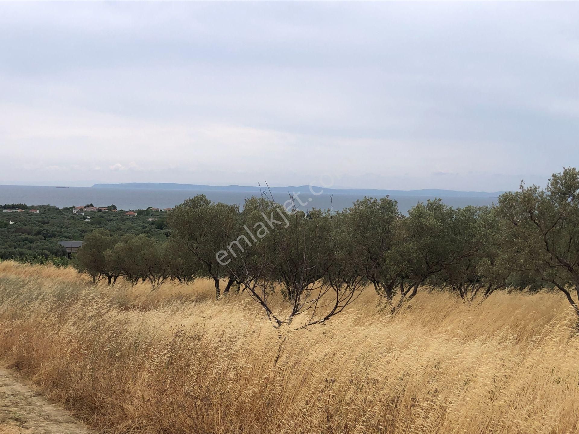 Şarköy De Işık Emlaktan Eriklice Mah De 267 M2 0/25 İmarlı Arsa - Görsel 8