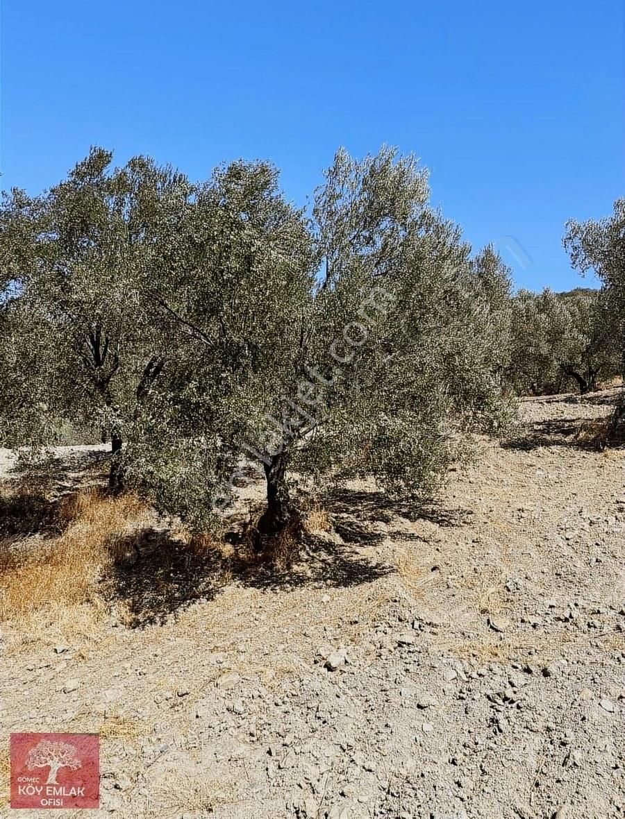 Gömeç Hacıhüseyinler Satılık Zeytinlik Satılık zeytinlik