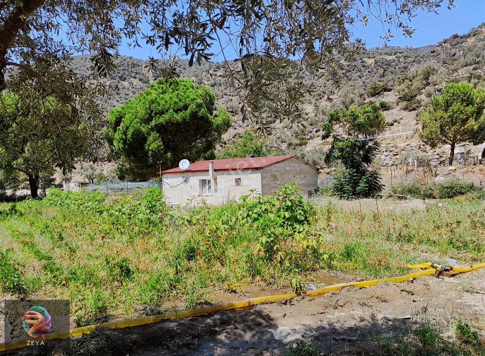 Söke Güneyyaka Satılık Çiftlik Evi Narenciye Bahçesi İçerisinde Satılık Eşsiz Mülk